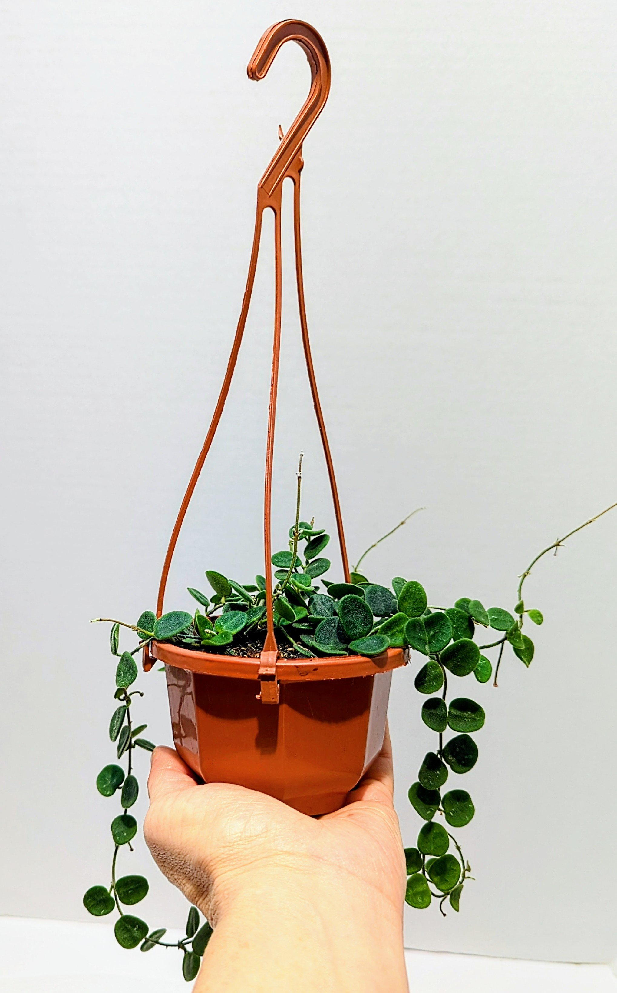 Hoya serpens brevialata is small and mighty, this adorable Hoya grows fast! Best in a hanging basket - where the succulent, sometimes spotted leaves will get the most attention.