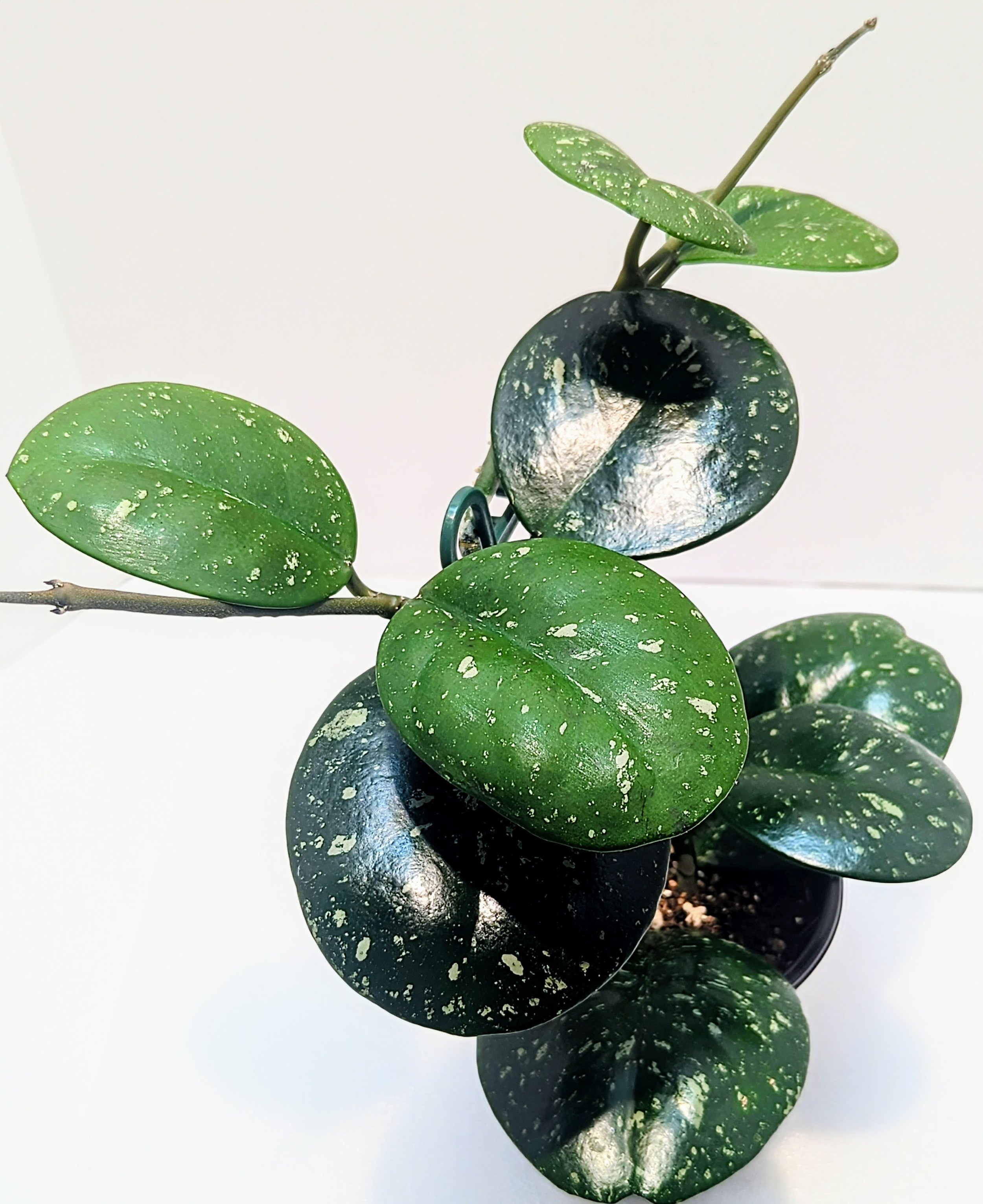 Hoya obvata has thick round leaves heavily splashed with white. Stunning when the leaves expand and mature. Beautiful clusters of blush pink flowers with a carmine center.