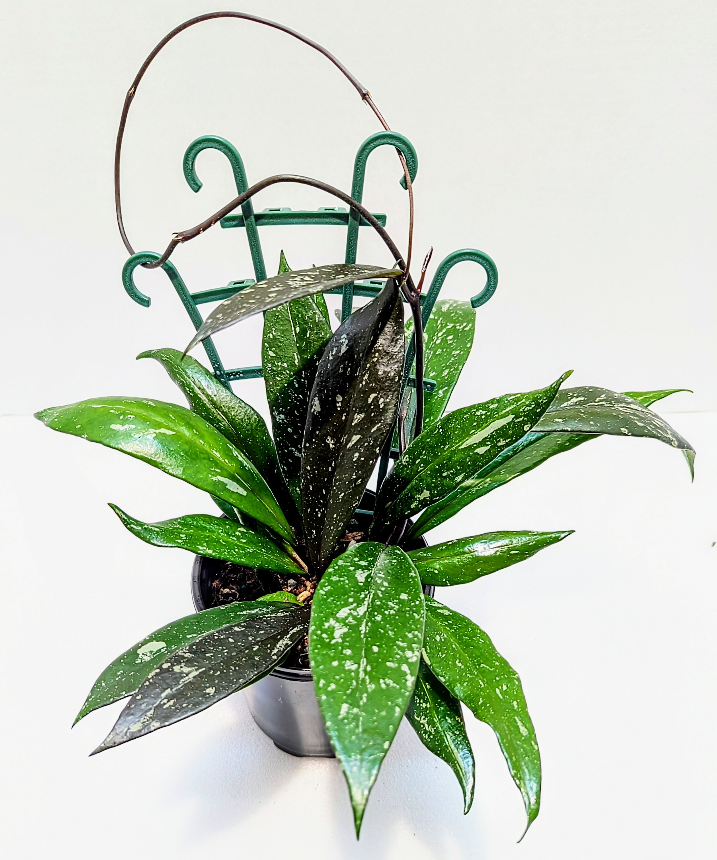 Hoya Pubicalyx Royal Hawaiian Wax Plant is so lovely and elegant with thick, silver-flecked lance-shaped leaves. New growth can emerge purple depending on the amount of light received.