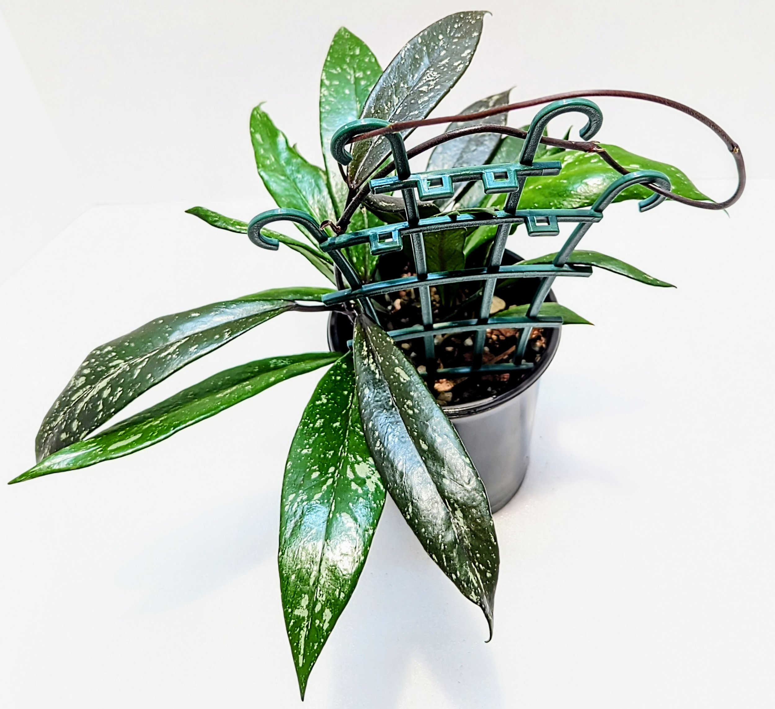 Hoya Pubicalyx Royal Hawaiian Wax Plant is so lovely and elegant with thick, silver-flecked lance-shaped leaves. New growth can emerge purple depending on the amount of light received.
