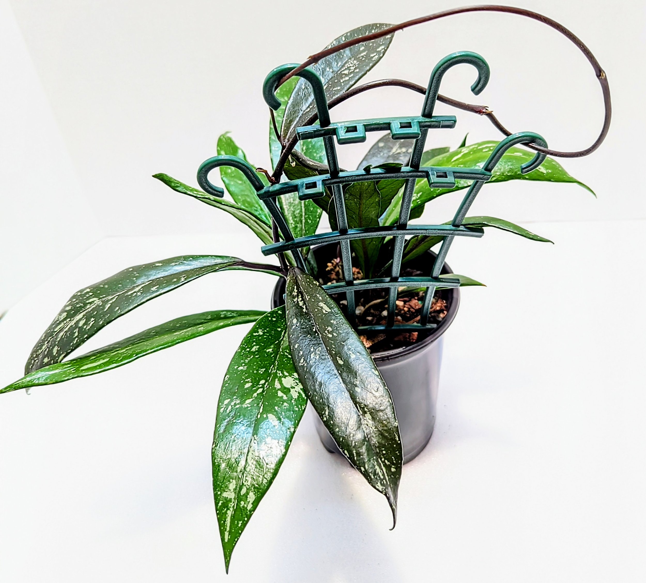 Hoya Pubicalyx Royal Hawaiian Wax Plant is so lovely and elegant with thick, silver-flecked lance-shaped leaves. New growth can emerge purple depending on the amount of light received.