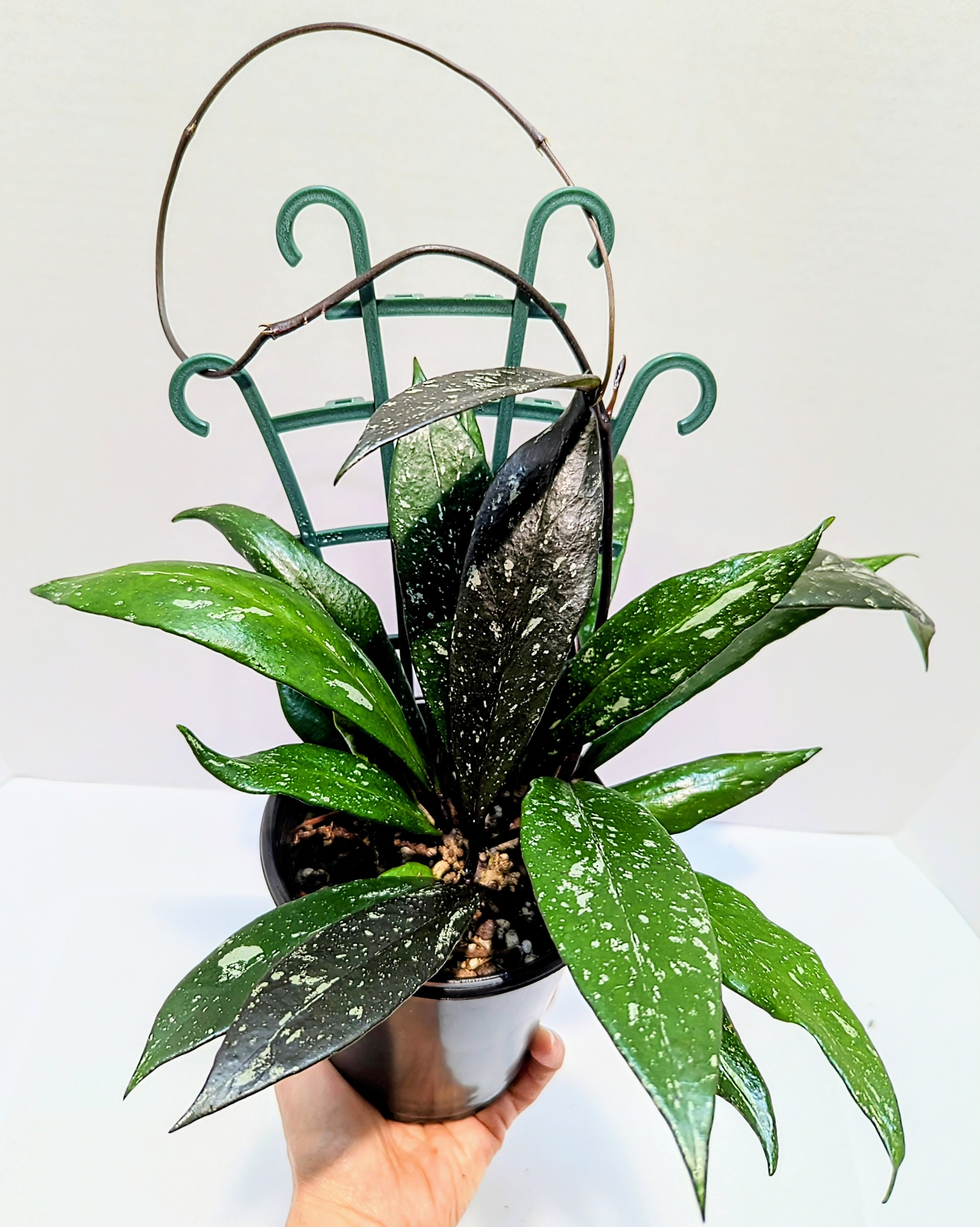 Hoya Pubicalyx Royal Hawaiian Wax Plant is so lovely and elegant with thick, silver-flecked lance-shaped leaves. New growth can emerge purple depending on the amount of light received.