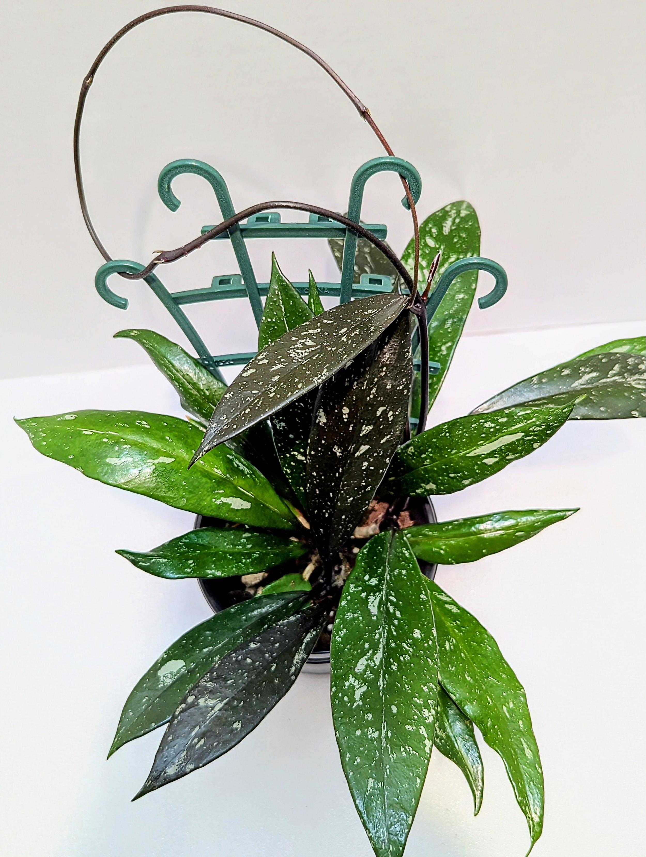 Hoya Pubicalyx Royal Hawaiian Wax Plant is so lovely and elegant with thick, silver-flecked lance-shaped leaves. New growth can emerge purple depending on the amount of light received.