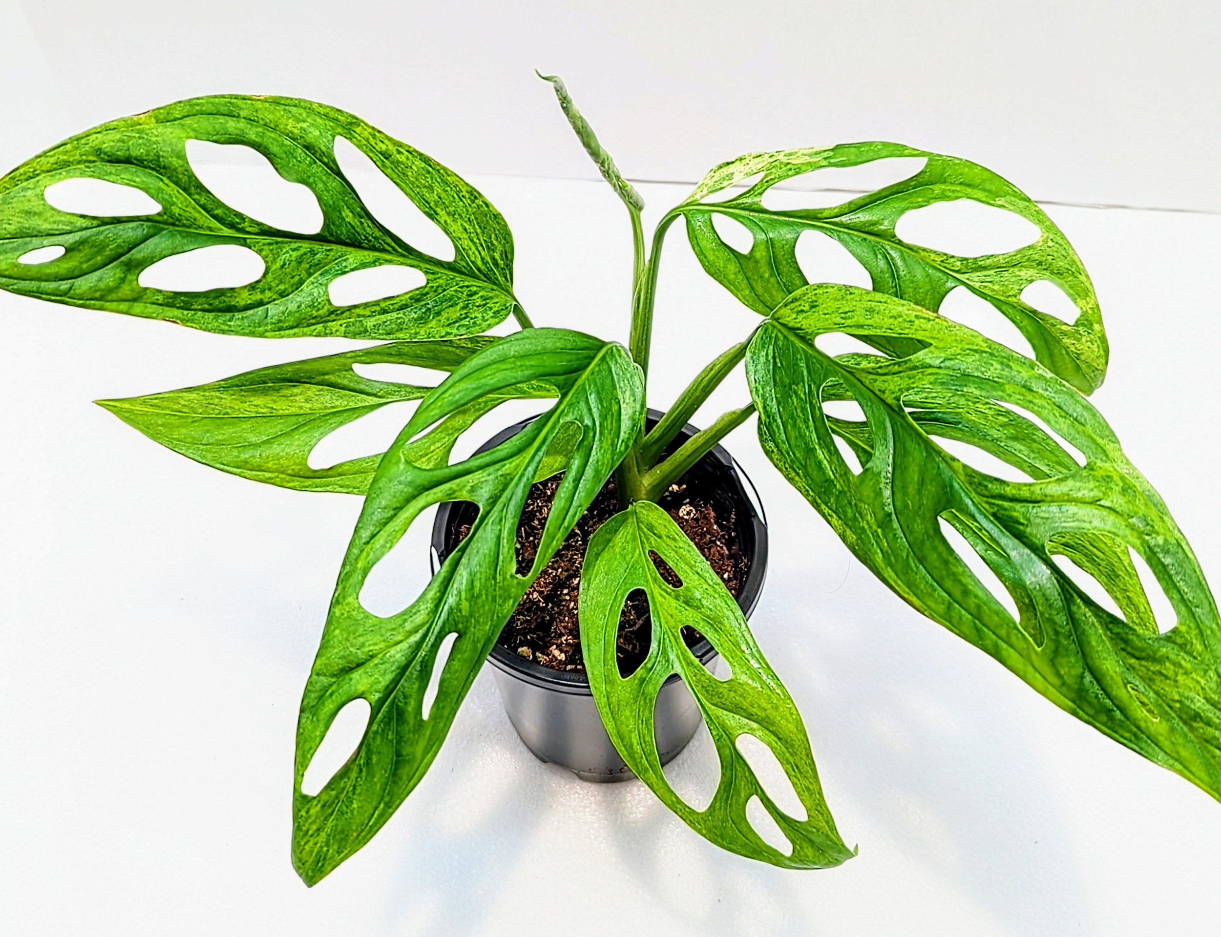 Monstera adansonii Mint is a must-have for the serious plant collector. Monstera adansonii Mint is an easy to grow Monstera that will surprise you with every new leaf!