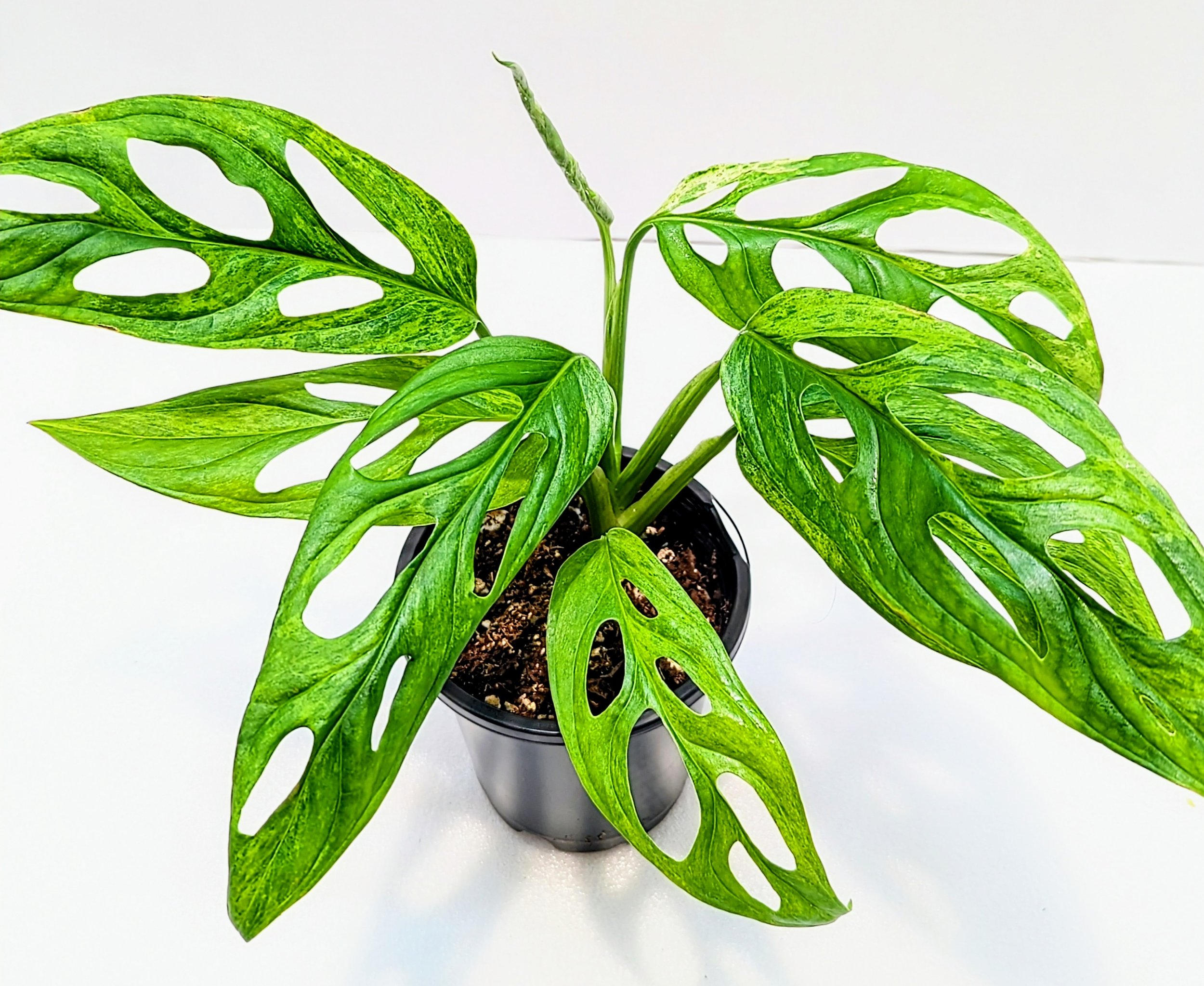 Monstera adansonii Mint is a must-have for the serious plant collector. Monstera adansonii Mint is an easy to grow Monstera that will surprise you with every new leaf!