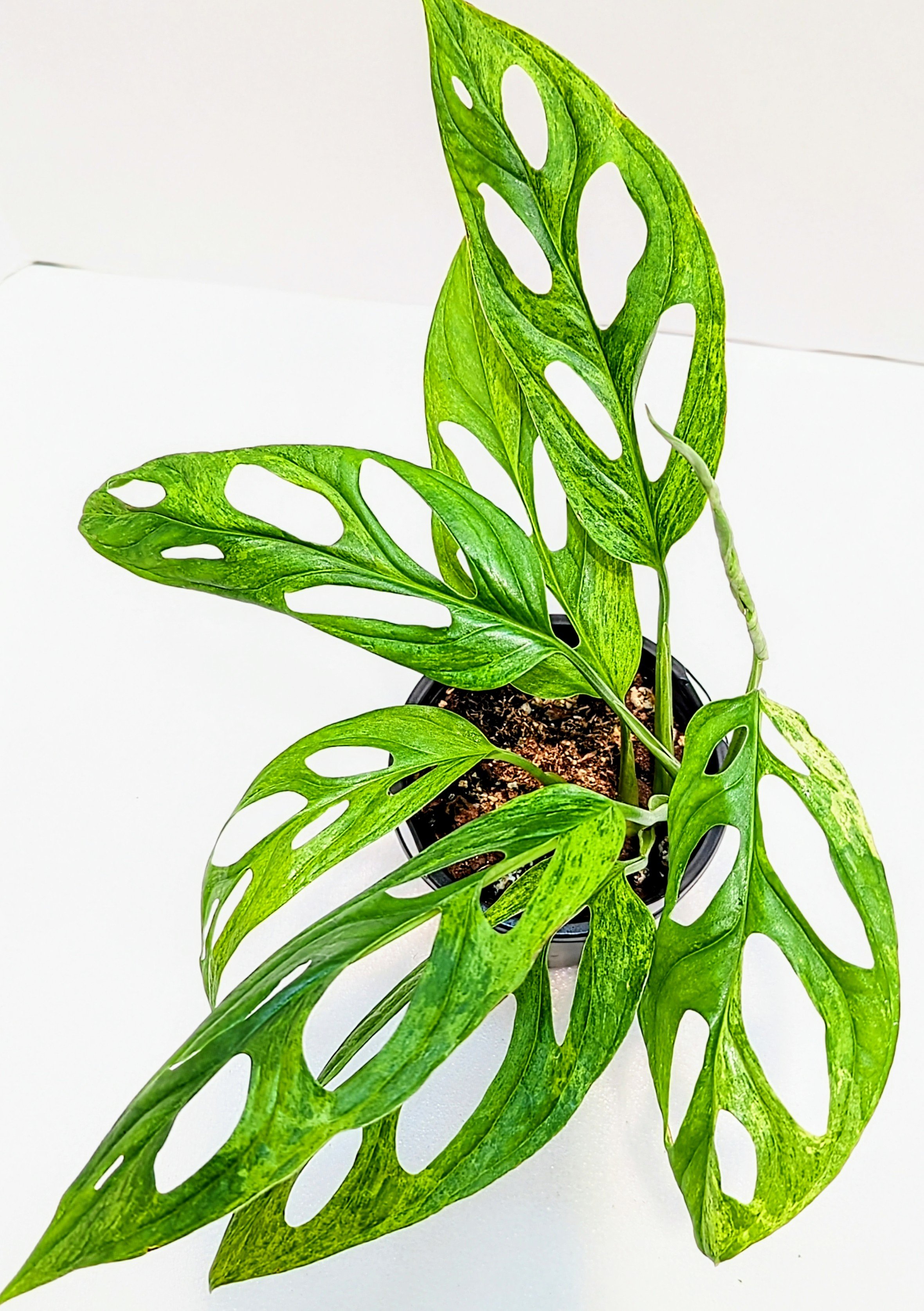 Monstera adansonii Mint is a must-have for the serious plant collector. Monstera adansonii Mint is an easy to grow Monstera that will surprise you with every new leaf!