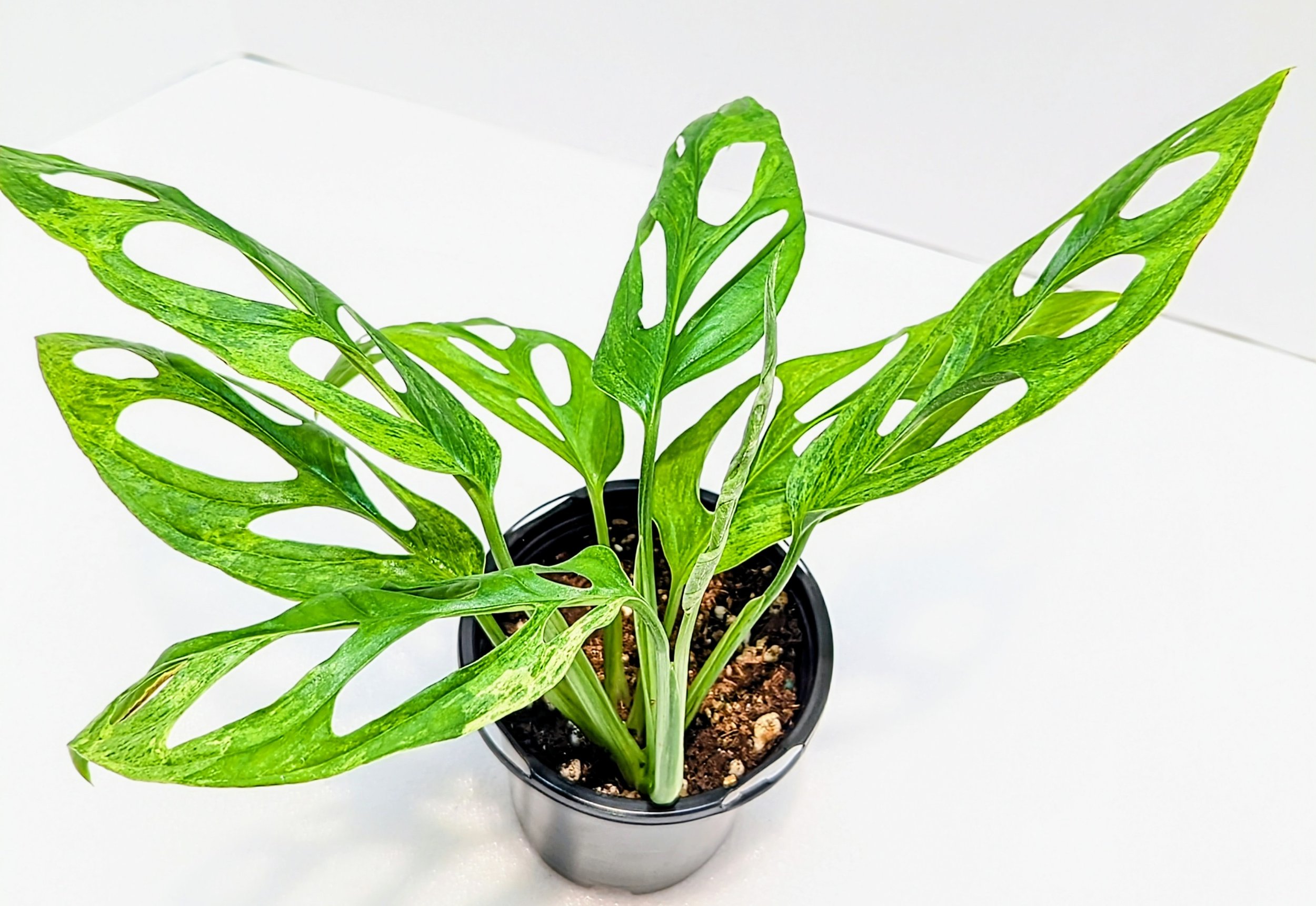 Monstera adansonii Mint is a must-have for the serious plant collector. Monstera adansonii Mint is an easy to grow Monstera that will surprise you with every new leaf!
