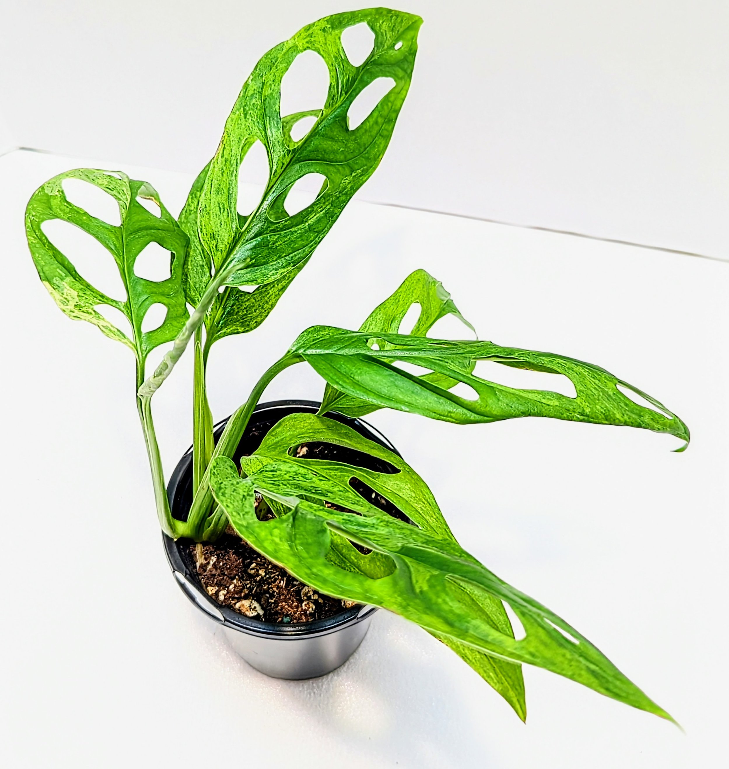 Monstera adansonii Mint is a must-have for the serious plant collector. Monstera adansonii Mint is an easy to grow Monstera that will surprise you with every new leaf!