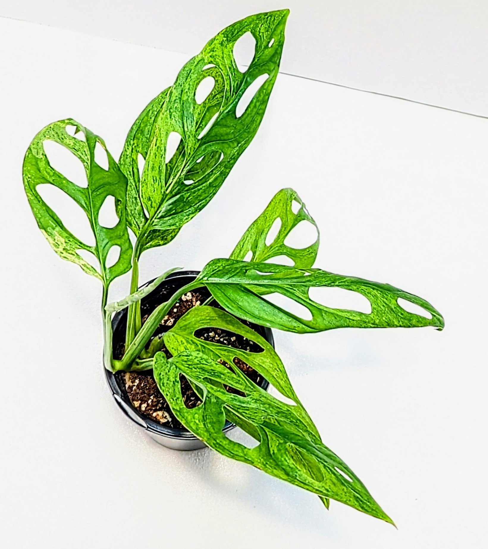 Monstera adansonii Mint is a must-have for the serious plant collector. Monstera adansonii Mint is an easy to grow Monstera that will surprise you with every new leaf!