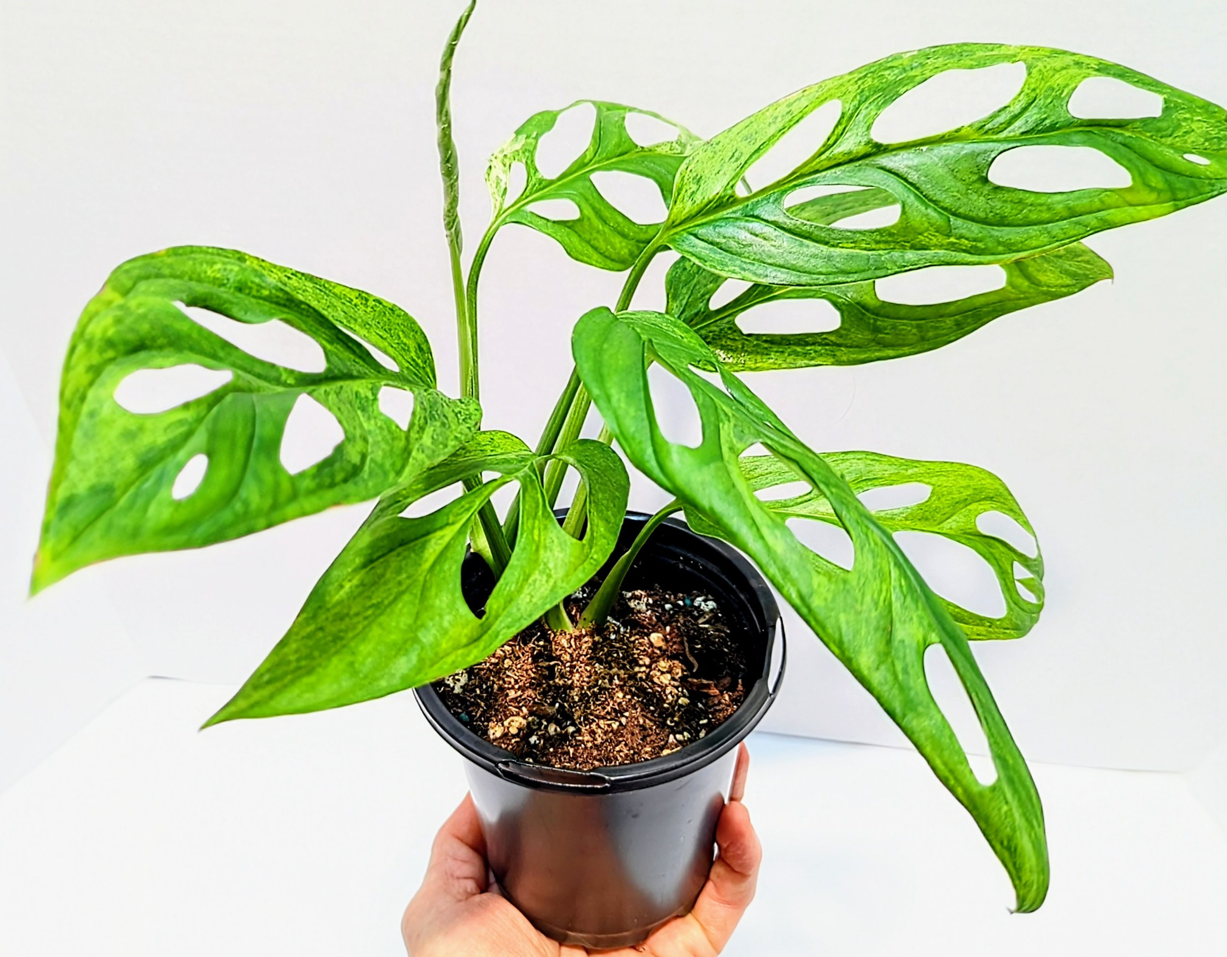 Monstera adansonii Mint is a must-have for the serious plant collector. Monstera adansonii Mint is an easy to grow Monstera that will surprise you with every new leaf!