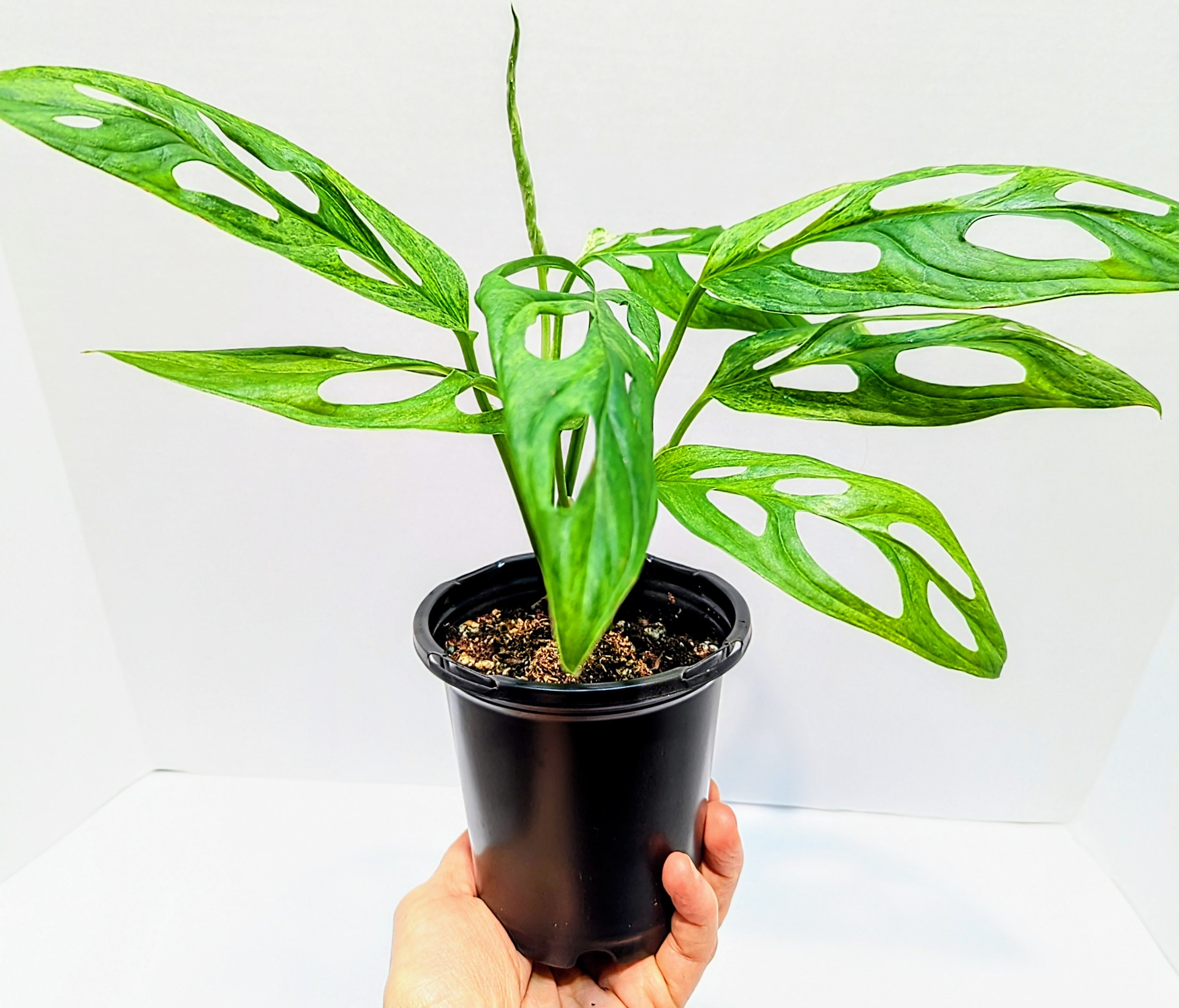 Monstera adansonii Mint is a must-have for the serious plant collector. Monstera adansonii Mint is an easy to grow Monstera that will surprise you with every new leaf!