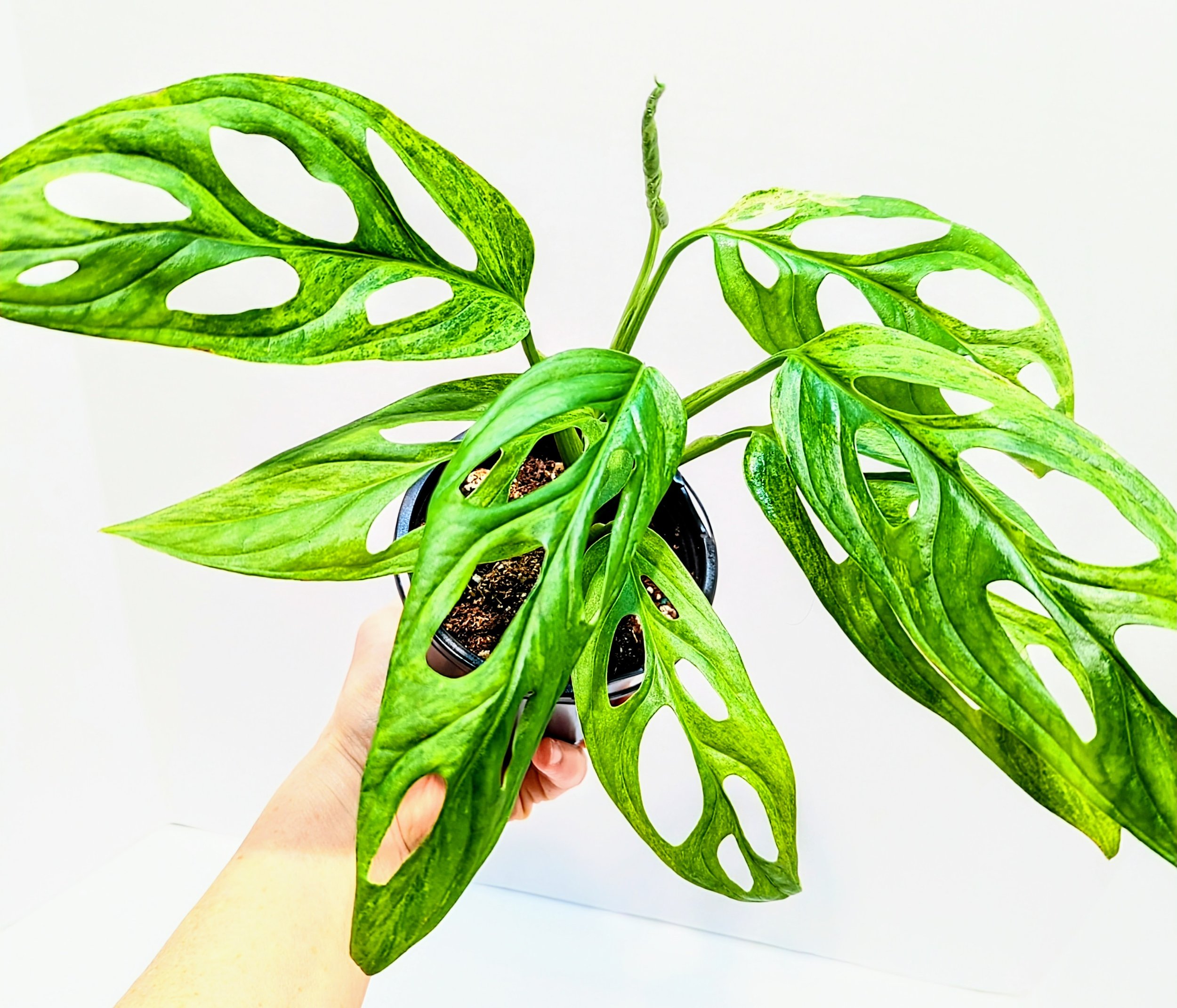 Monstera adansonii Mint is a must-have for the serious plant collector. Monstera adansonii Mint is an easy to grow Monstera that will surprise you with every new leaf!