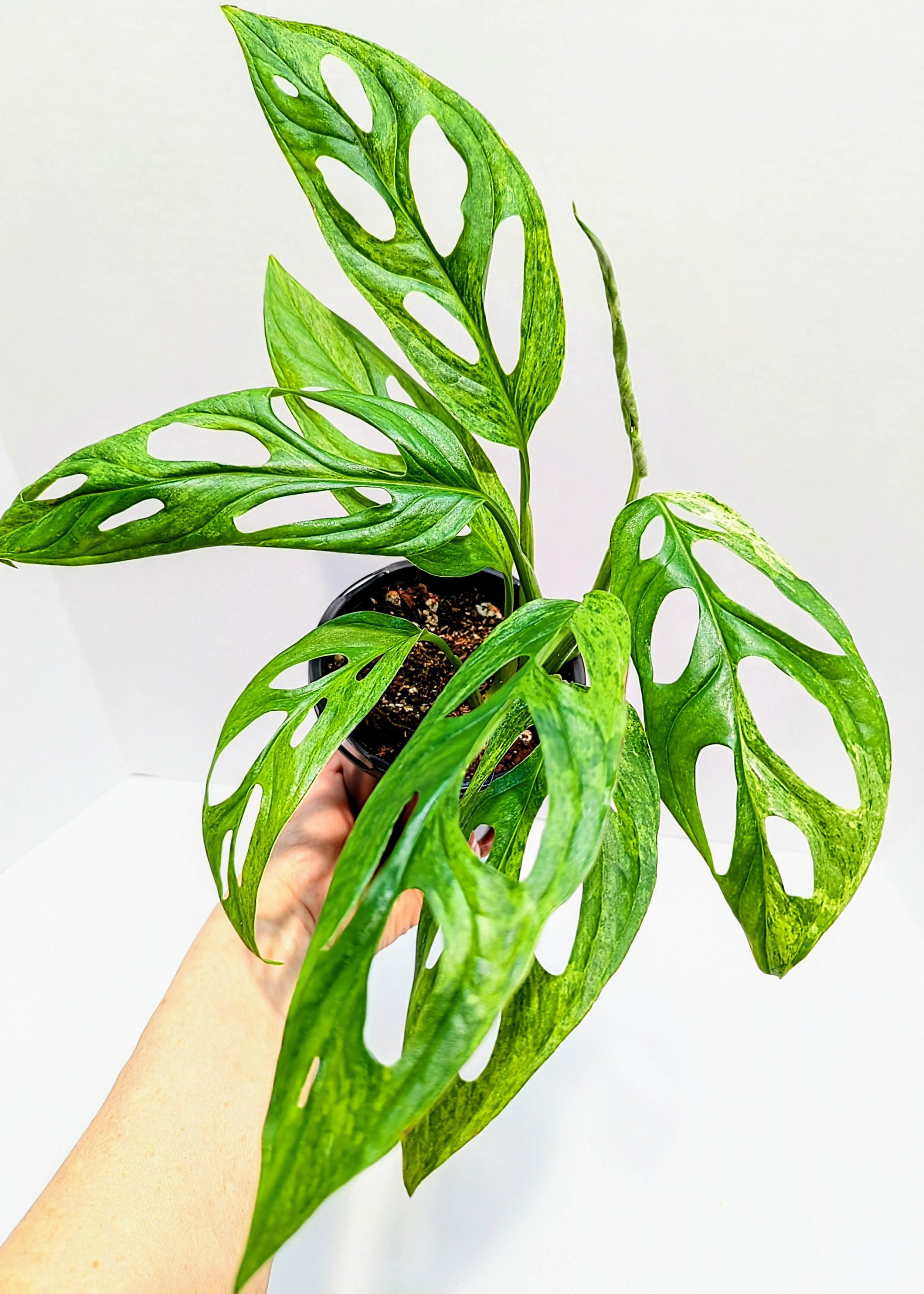 Monstera adansonii Mint is a must-have for the serious plant collector. Monstera adansonii Mint is an easy to grow Monstera that will surprise you with every new leaf!