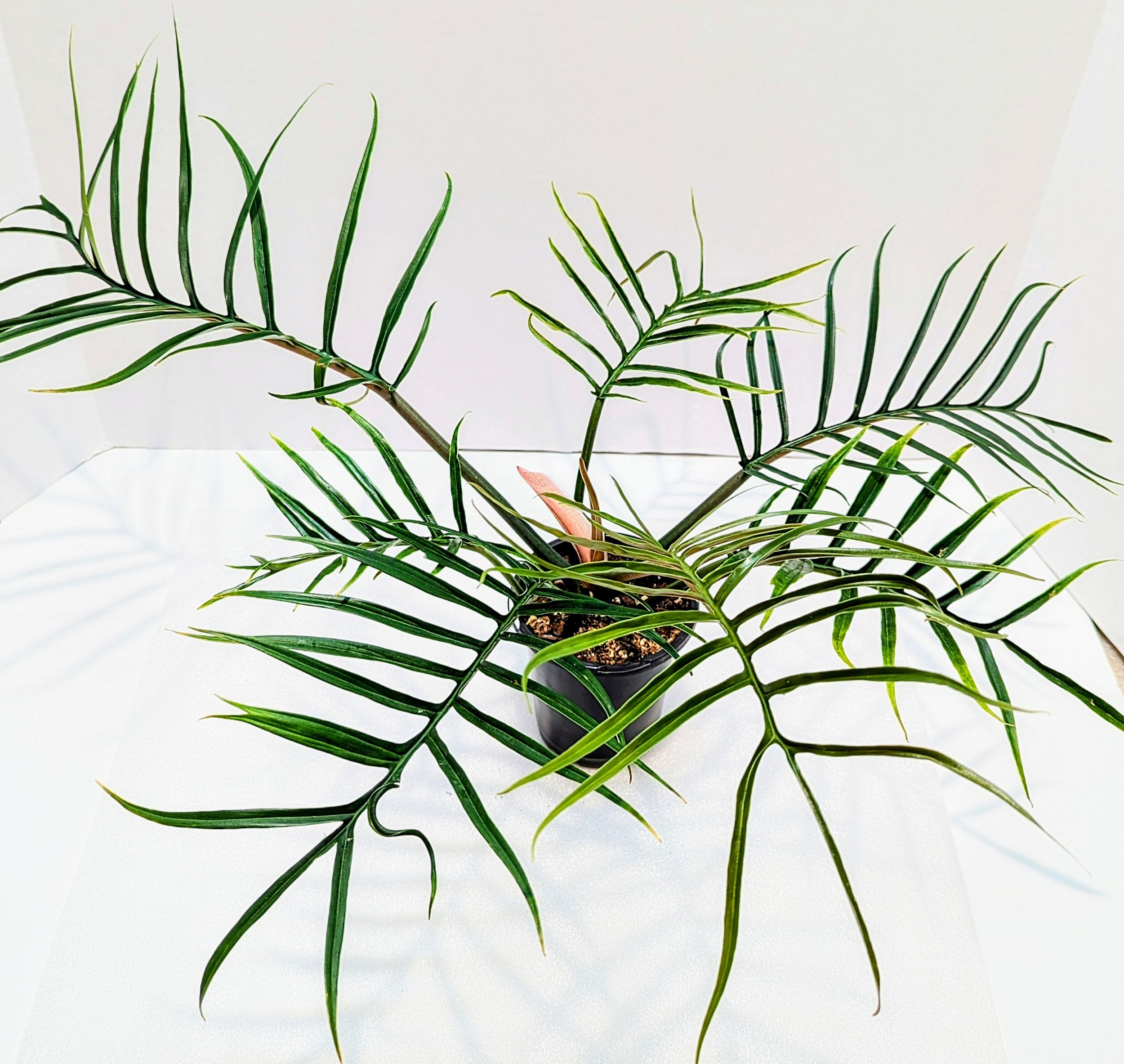Philodendron tortum looks more like a fern than your typical Philodendron. This is a climbing plant and the leaves get up to 12" long.