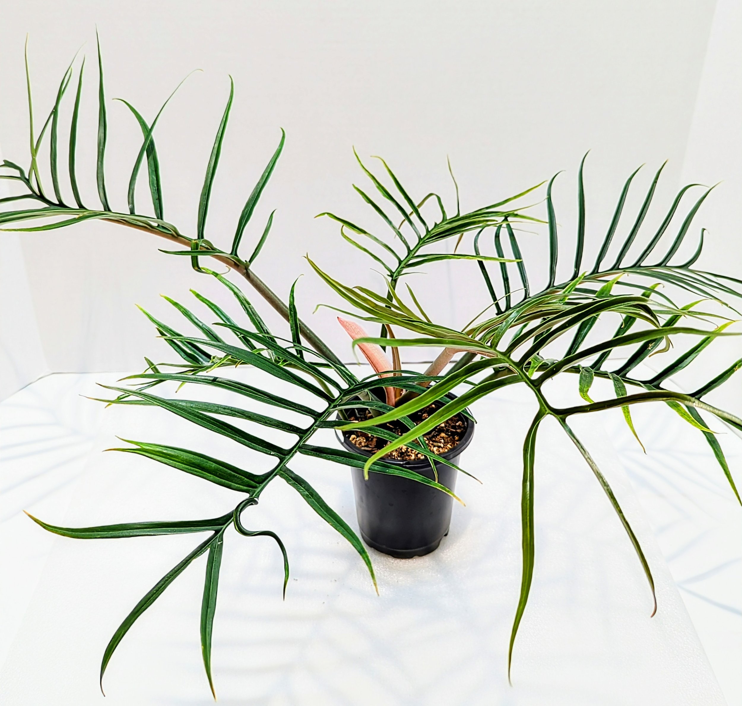 Philodendron tortum looks more like a fern than your typical Philodendron. This is a climbing plant and the leaves get up to 12" long.
