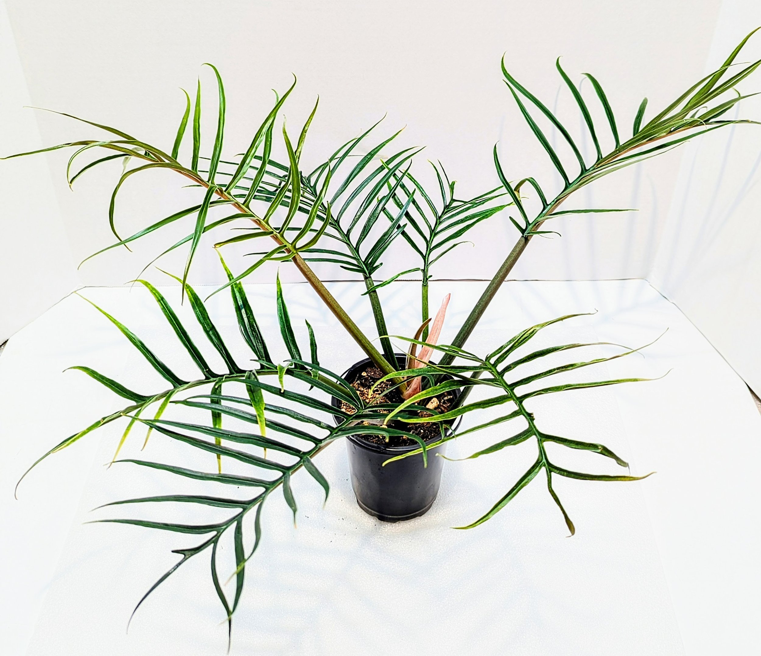 Philodendron tortum looks more like a fern than your typical Philodendron. This is a climbing plant and the leaves get up to 12" long.