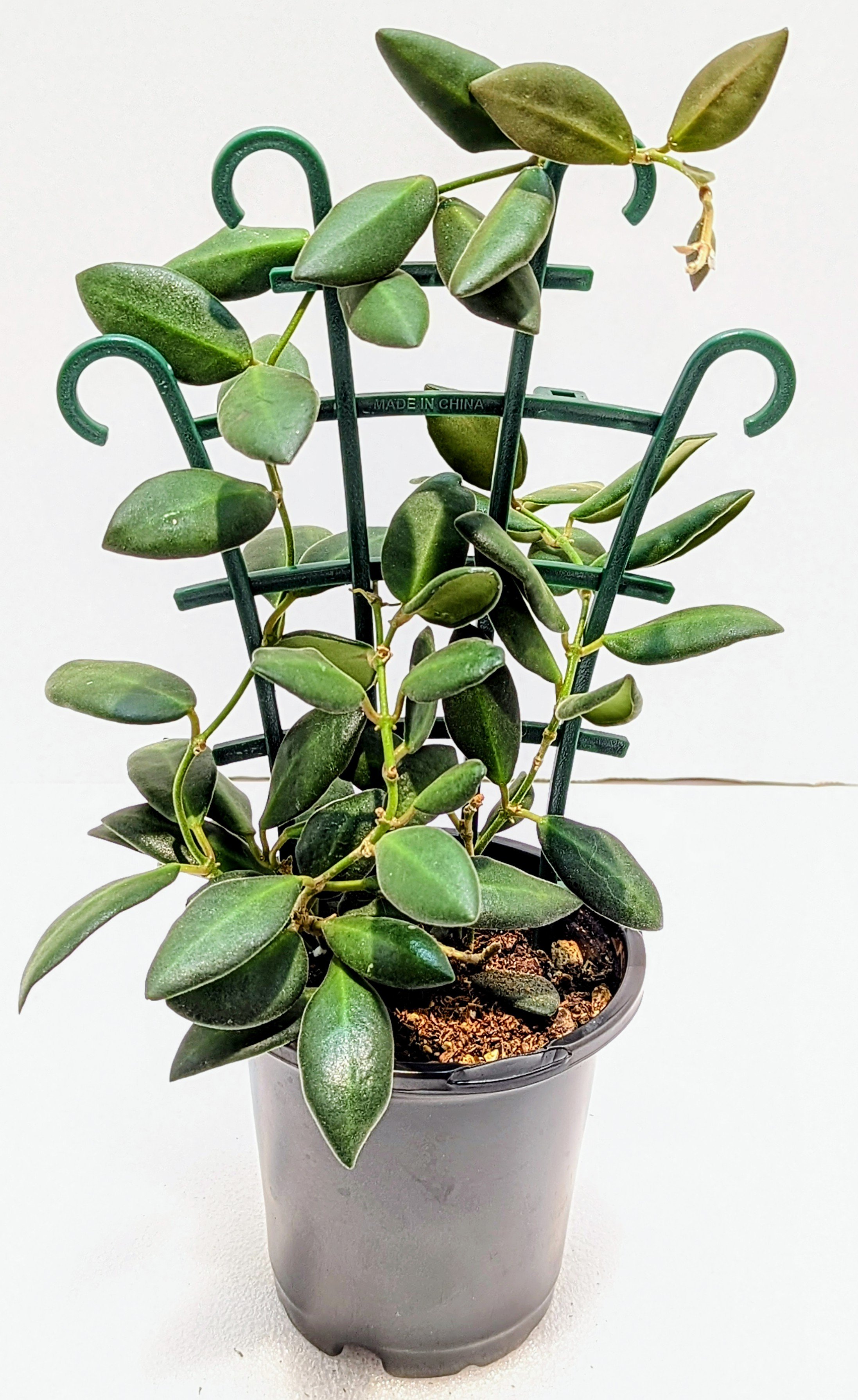 Hoya burtoniae is a fast-growing Hoya that's great for beginners. The leaves are almond-shaped and velvety-soft. In bright light, the new growth is pink/red.