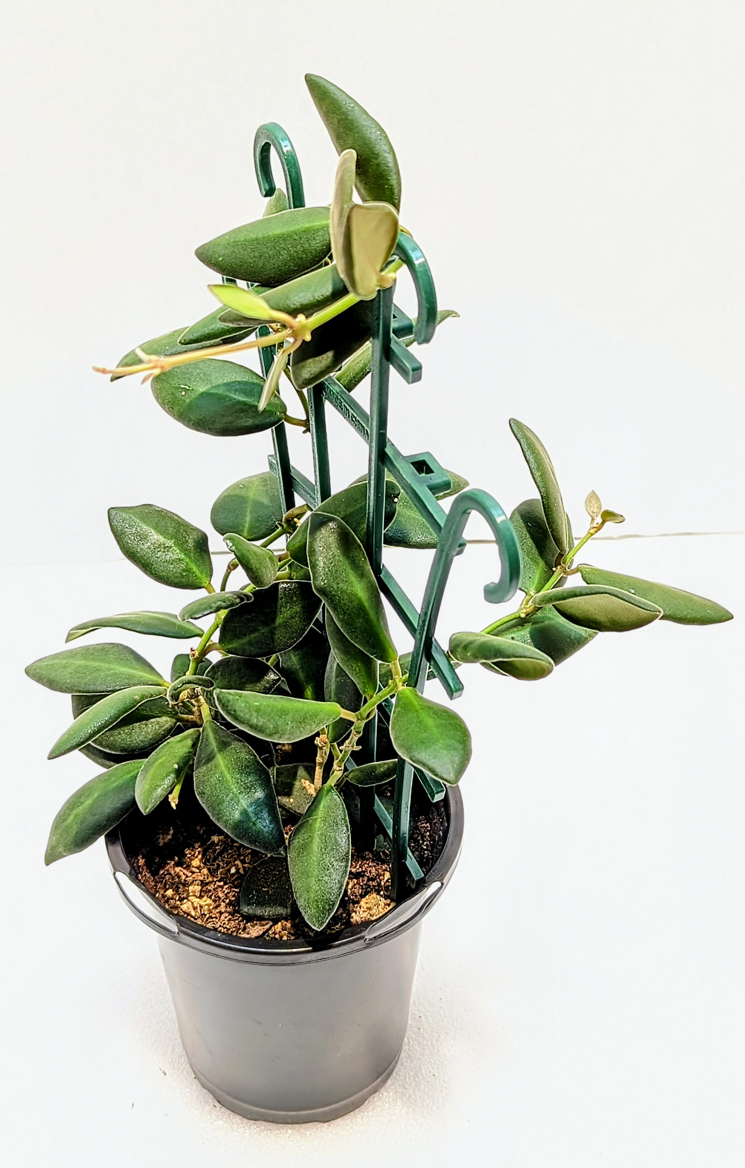 Hoya burtoniae is a fast-growing Hoya that's great for beginners. The leaves are almond-shaped and velvety-soft. In bright light, the new growth is pink/red.
