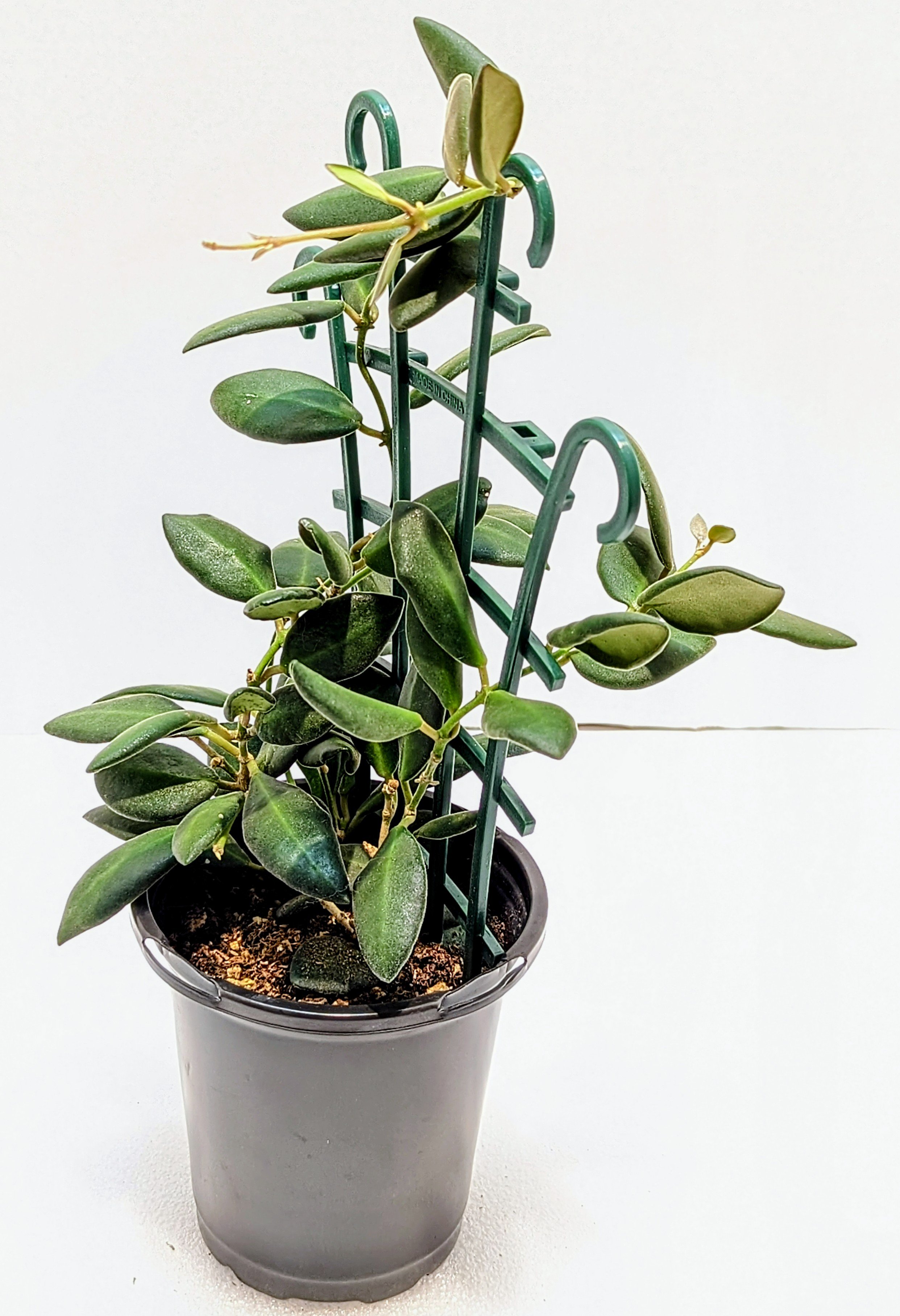 Hoya burtoniae is a fast-growing Hoya that's great for beginners. The leaves are almond-shaped and velvety-soft. In bright light, the new growth is pink/red.