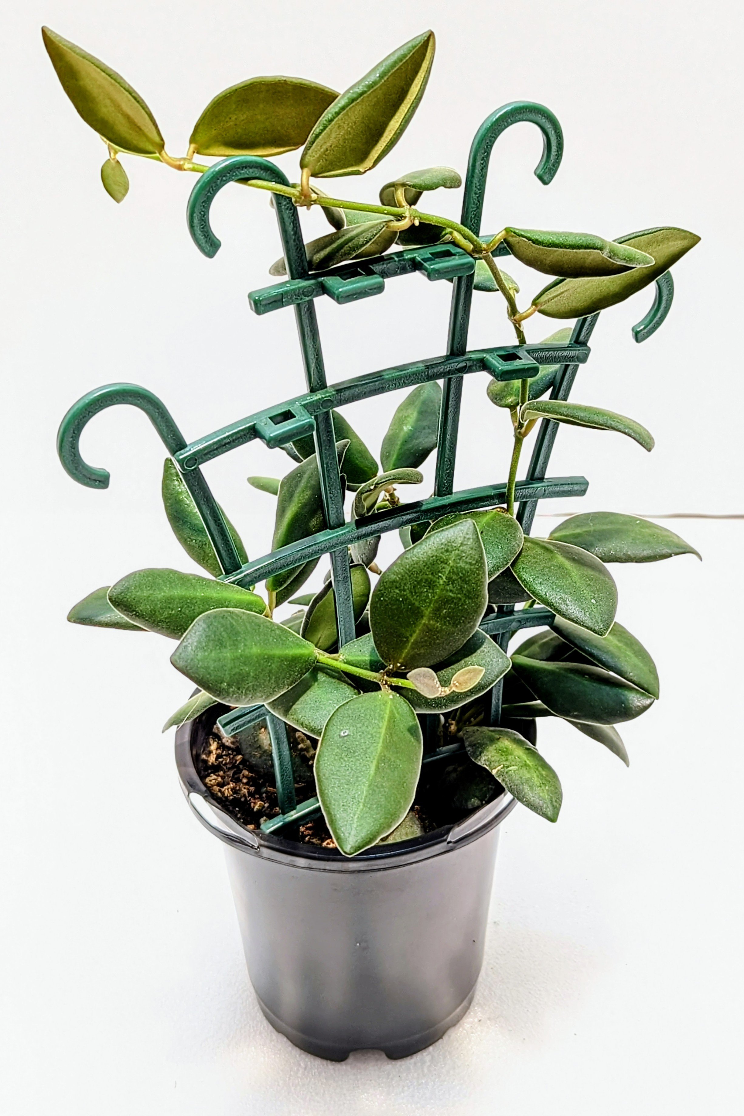 Hoya burtoniae is a fast-growing Hoya that's great for beginners. The leaves are almond-shaped and velvety-soft. In bright light, the new growth is pink/red.