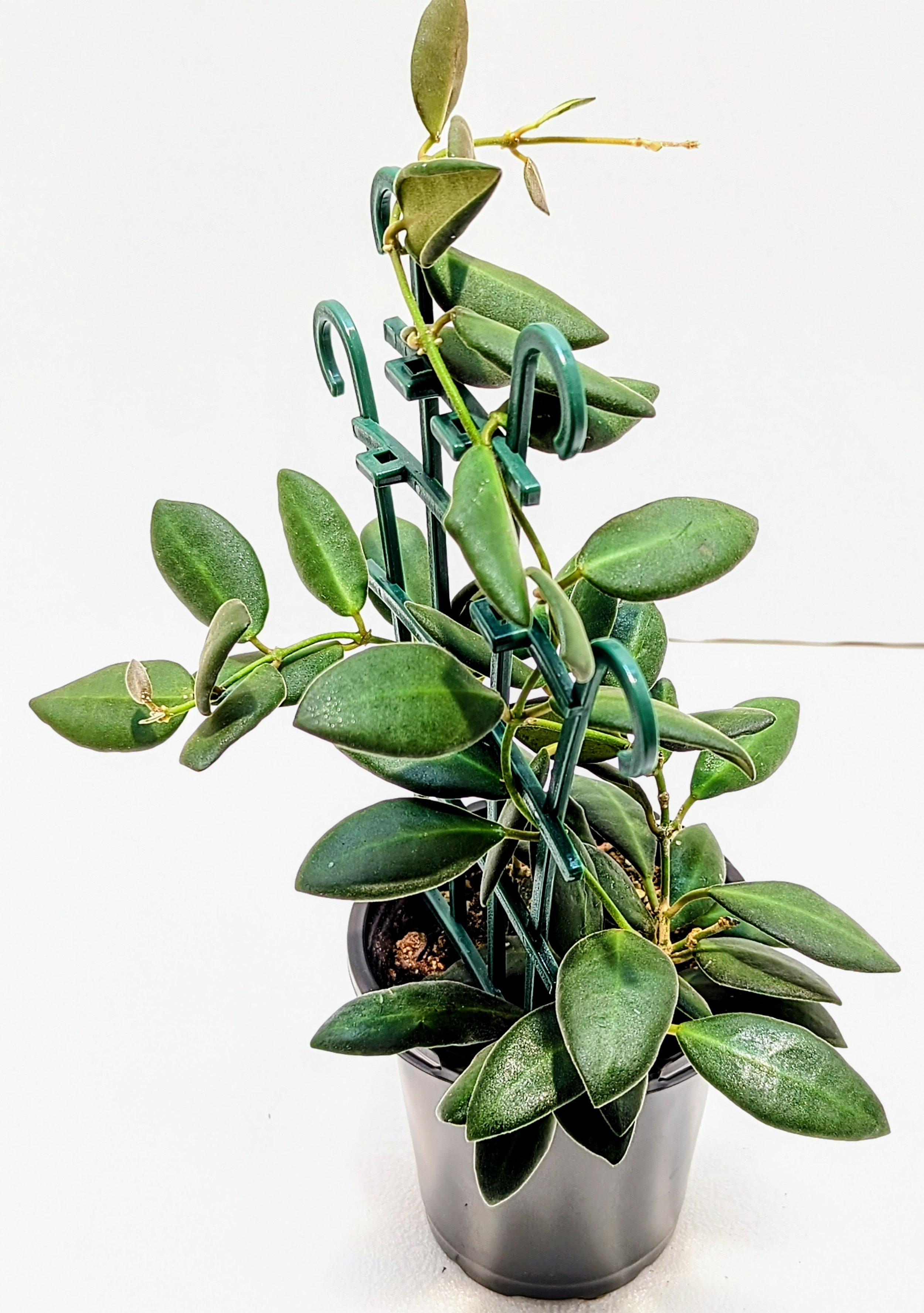 Hoya burtoniae is a fast-growing Hoya that's great for beginners. The leaves are almond-shaped and velvety-soft. In bright light, the new growth is pink/red.