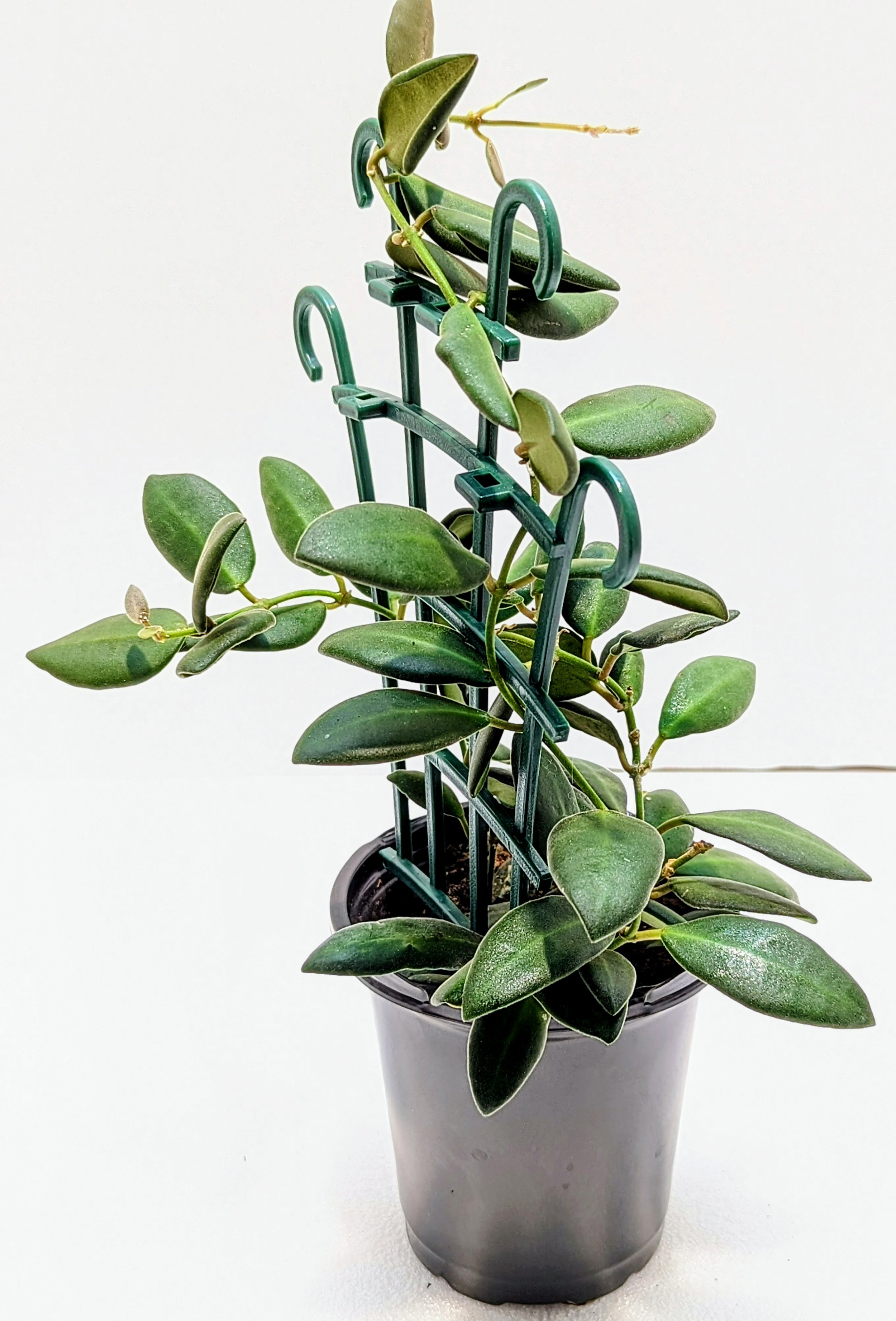 Hoya burtoniae is a fast-growing Hoya that's great for beginners. The leaves are almond-shaped and velvety-soft. In bright light, the new growth is pink/red.