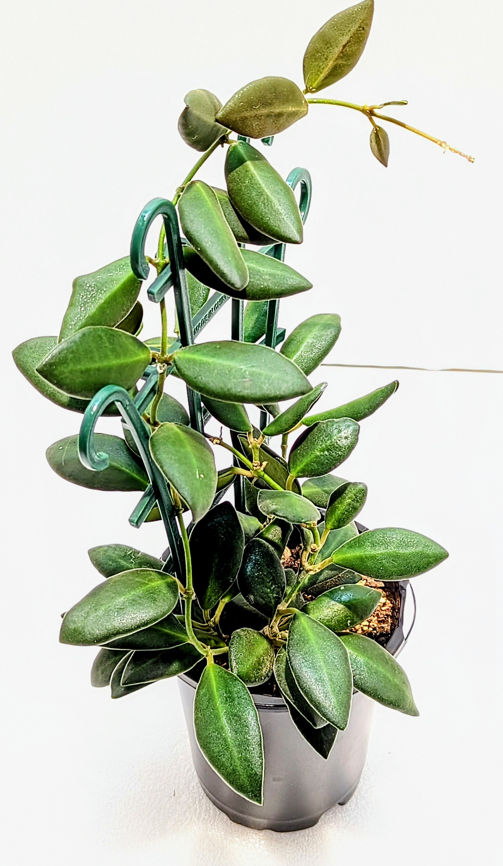 Hoya burtoniae is a fast-growing Hoya that's great for beginners. The leaves are almond-shaped and velvety-soft. In bright light, the new growth is pink/red.