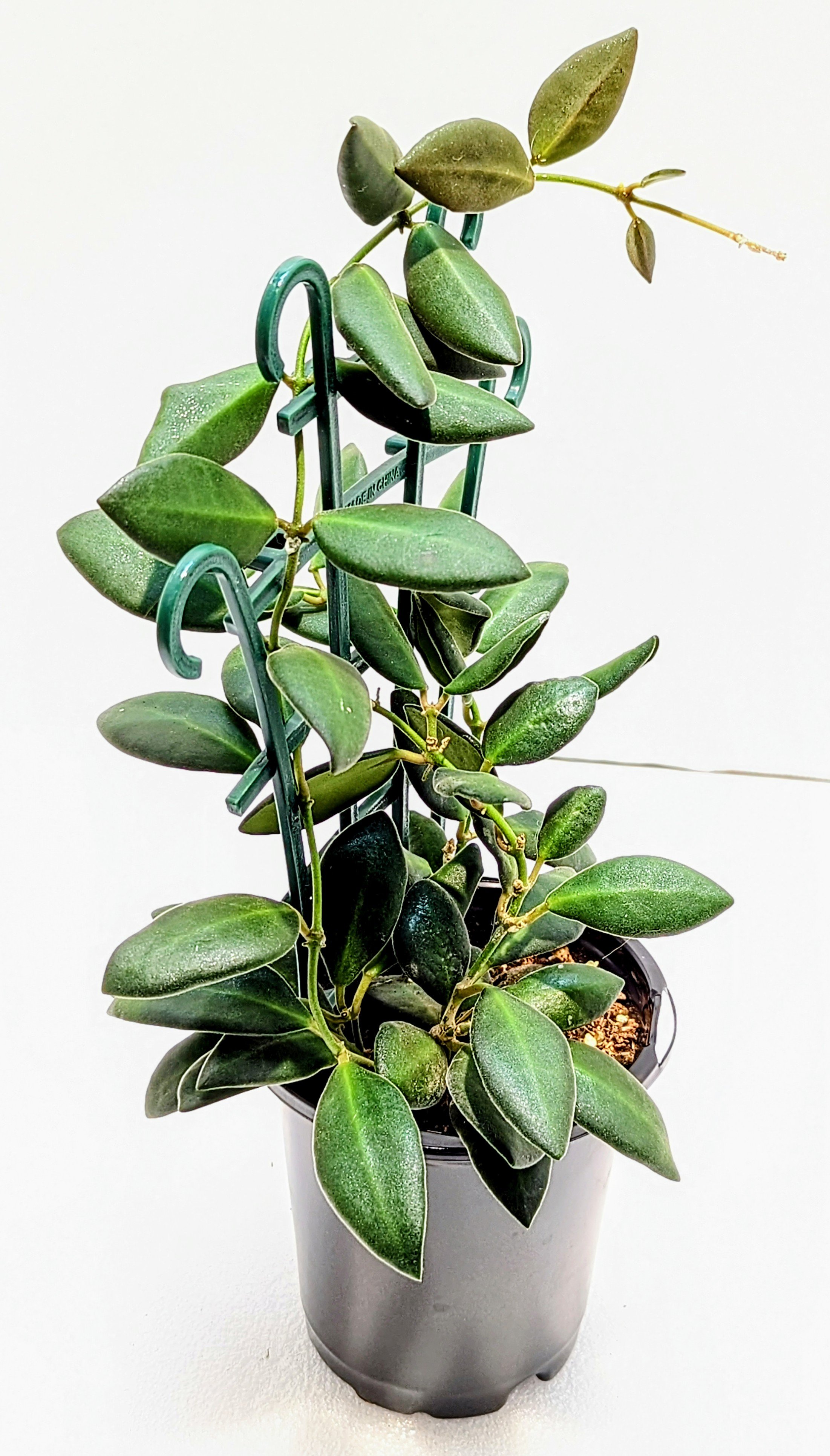 Hoya burtoniae is a fast-growing Hoya that's great for beginners. The leaves are almond-shaped and velvety-soft. In bright light, the new growth is pink/red.