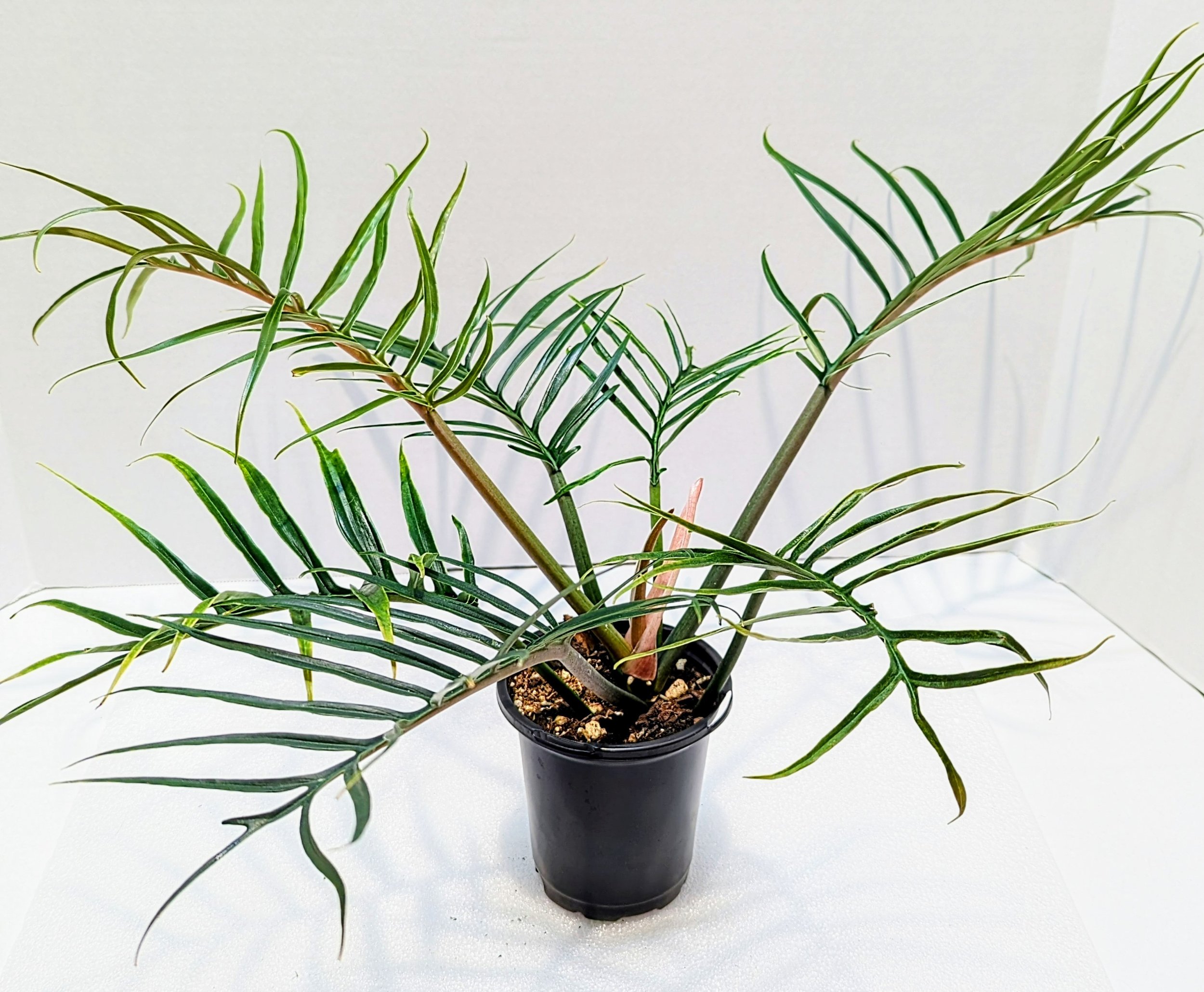 Philodendron tortum looks more like a fern than your typical Philodendron. This is a climbing plant and the leaves get up to 12" long.