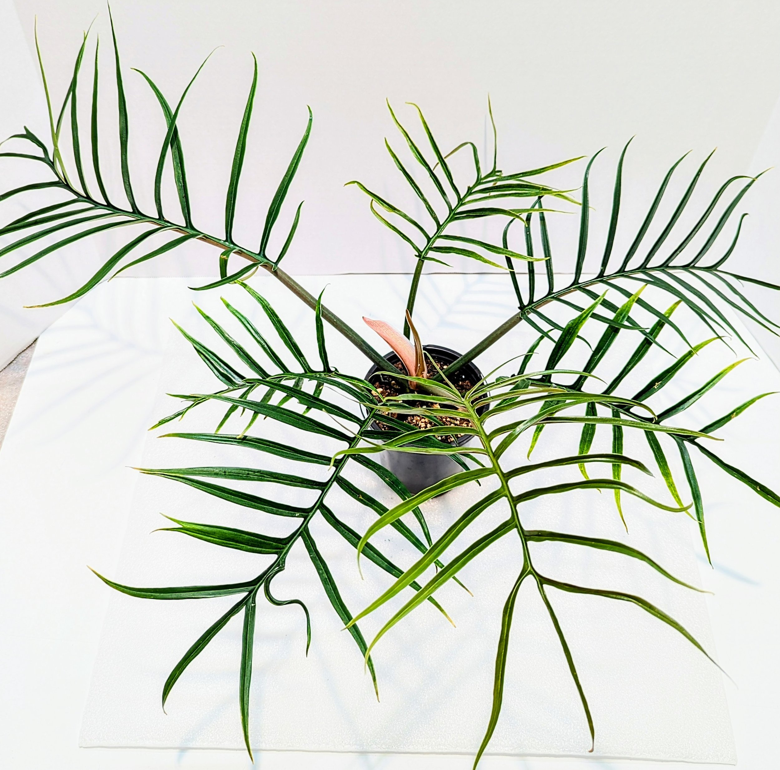 Philodendron tortum looks more like a fern than your typical Philodendron. This is a climbing plant and the leaves get up to 12" long.
