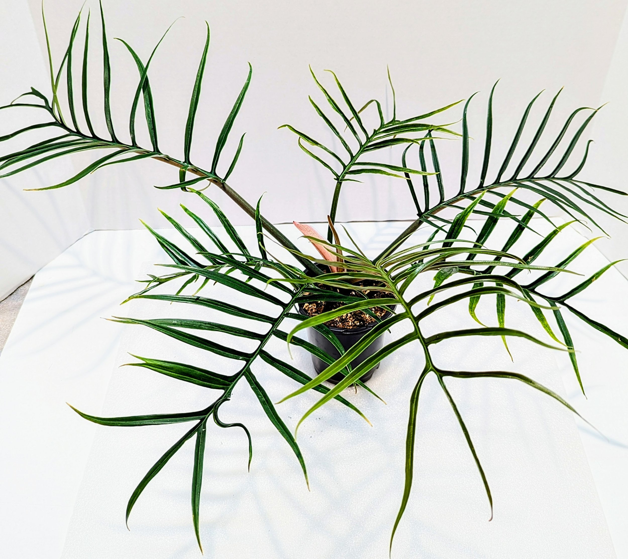 Philodendron tortum looks more like a fern than your typical Philodendron. This is a climbing plant and the leaves get up to 12" long.