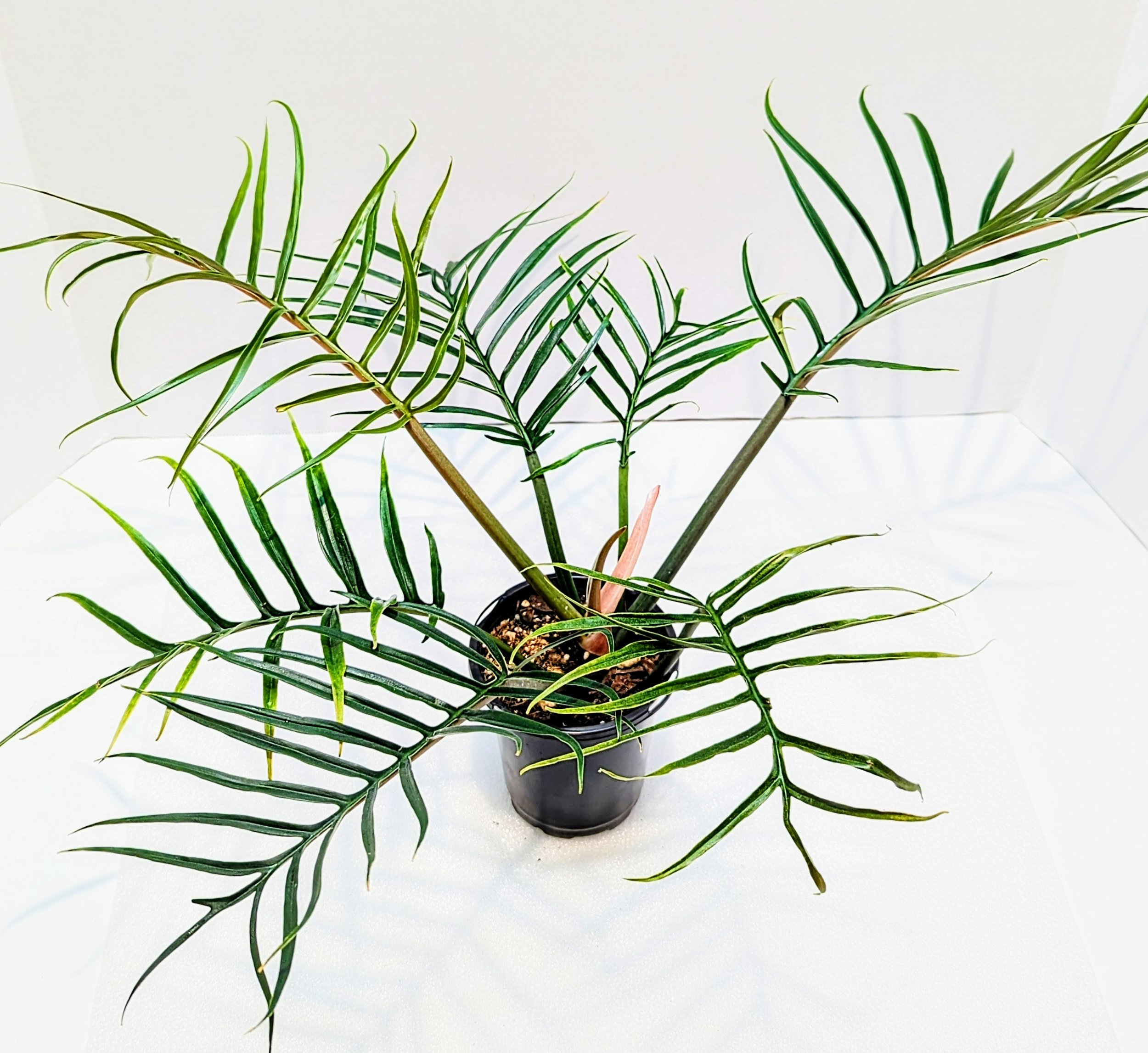 Philodendron tortum looks more like a fern than your typical Philodendron. This is a climbing plant and the leaves get up to 12" long.
