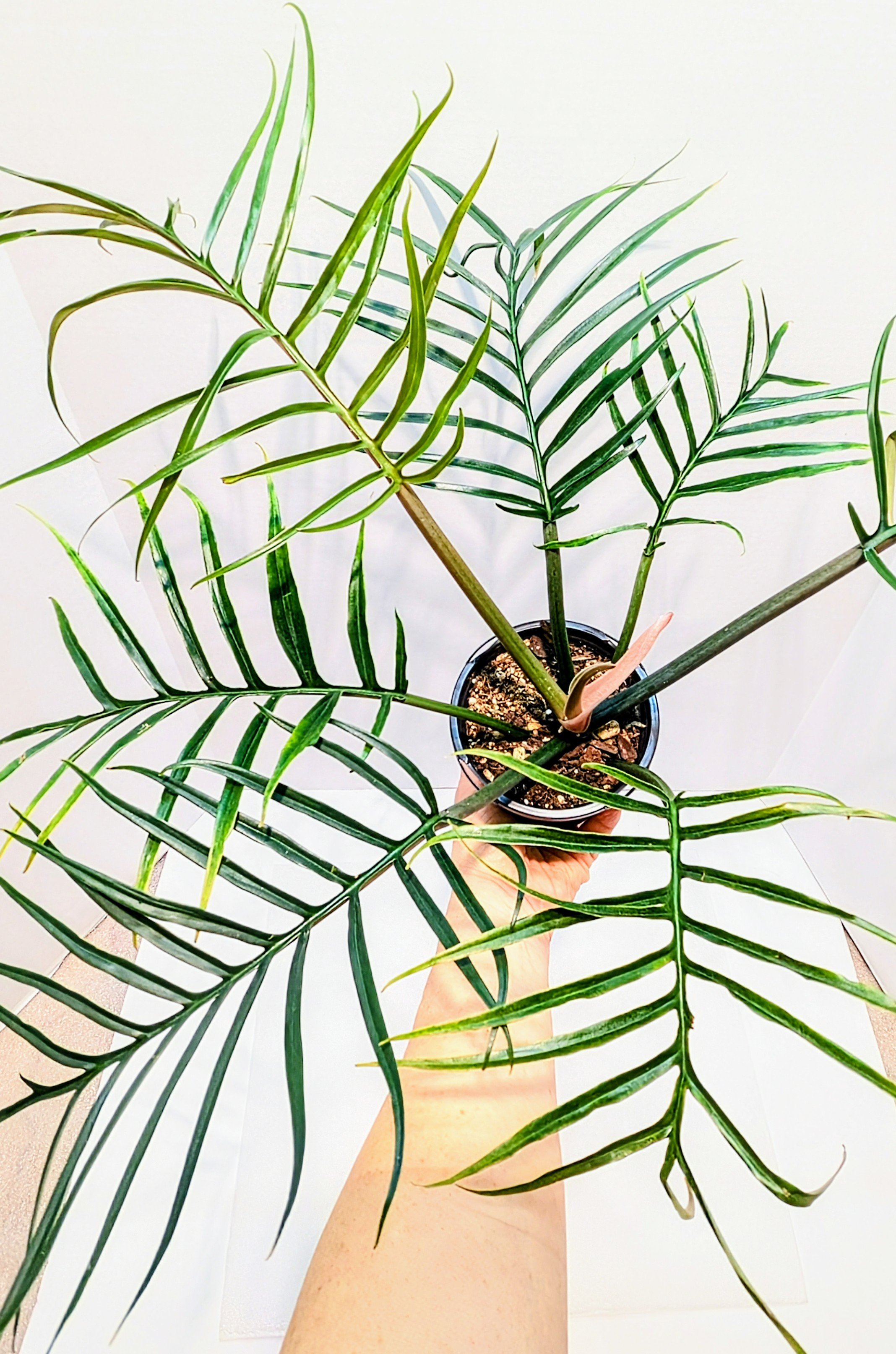 Philodendron tortum looks more like a fern than your typical Philodendron. This is a climbing plant and the leaves get up to 12" long.