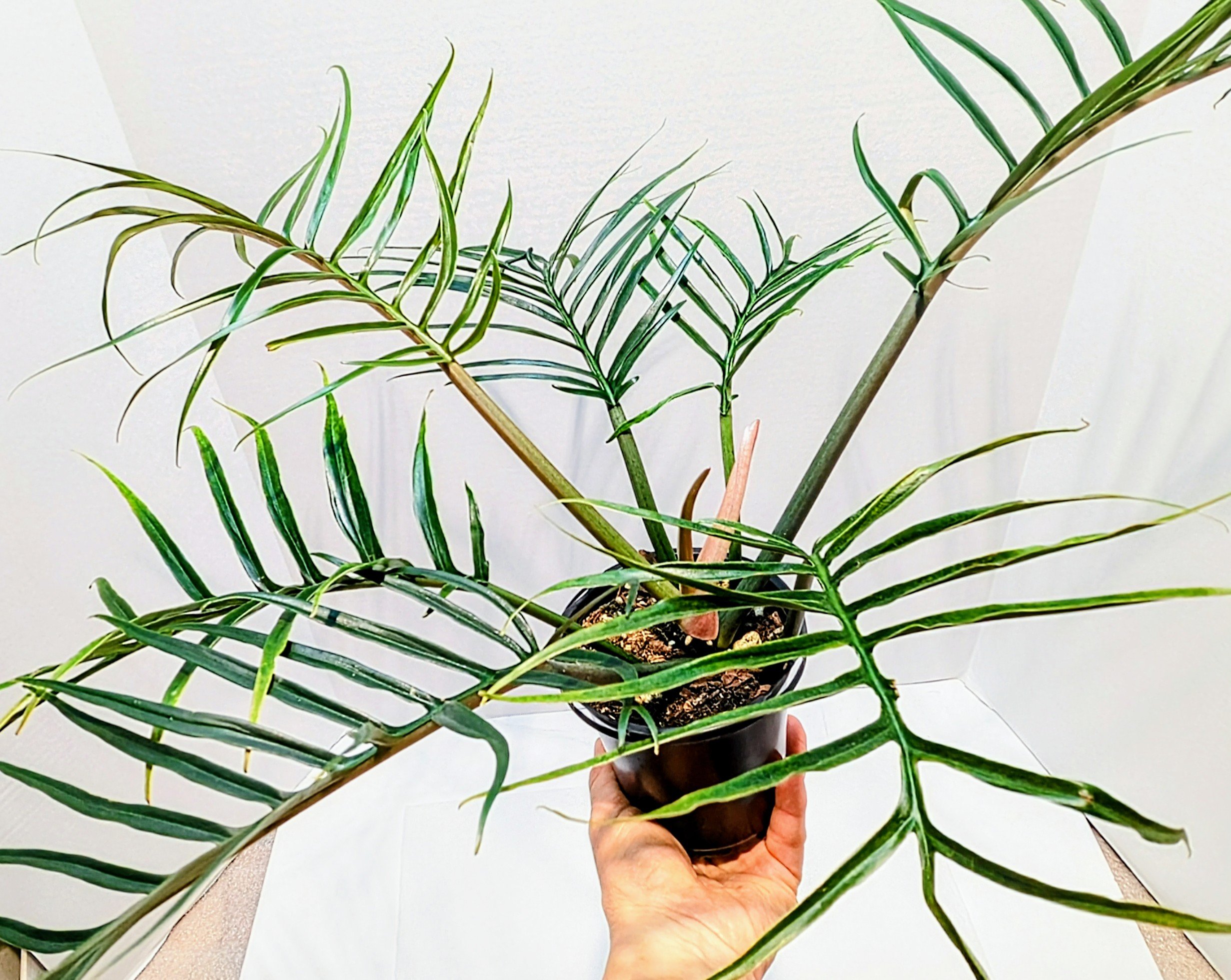 Philodendron tortum looks more like a fern than your typical Philodendron. This is a climbing plant and the leaves get up to 12" long.