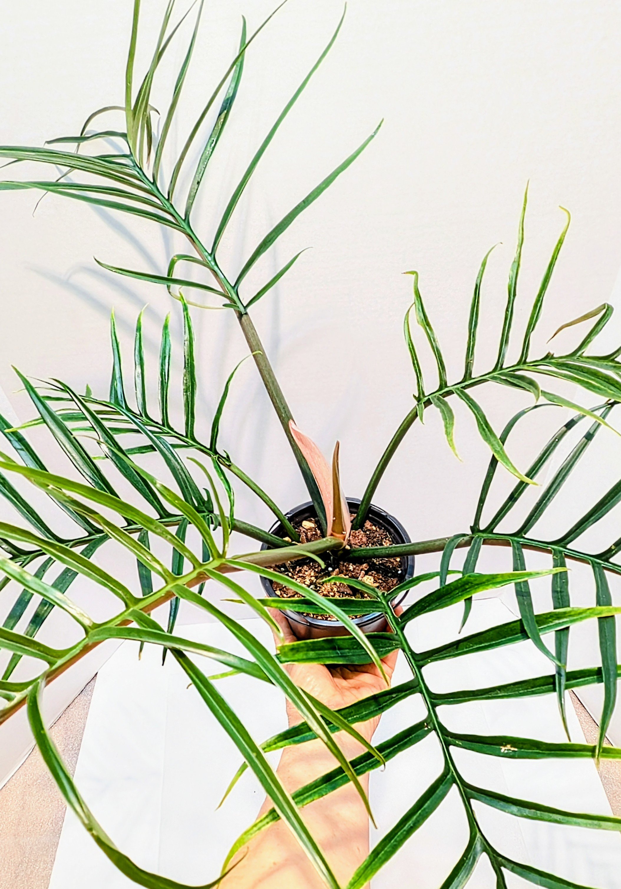 Philodendron tortum looks more like a fern than your typical Philodendron. This is a climbing plant and the leaves get up to 12" long.