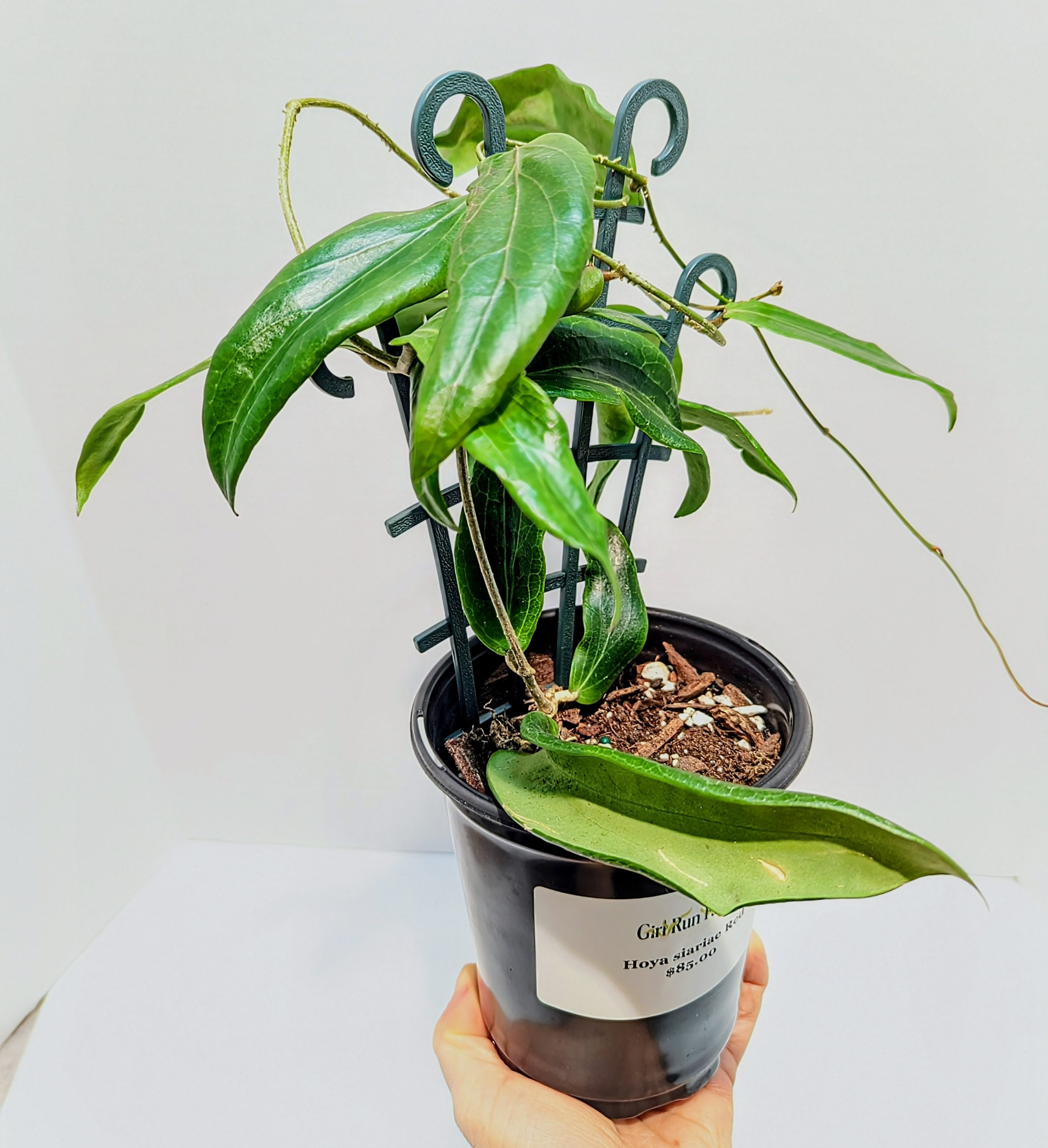 Hoya Siariae Red is a fast-growing variety, known for its stunning foliage transformations and frequent blooming.