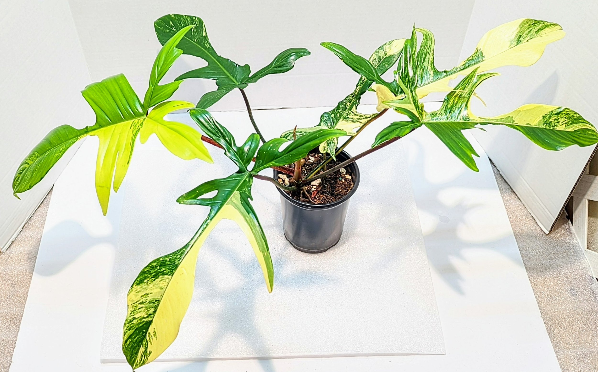 A hybrid of Philodendron Pedatum and Philodendron Squariferum. Each leaf is uniquely patterned with yellow white and sometimes pink undertones.