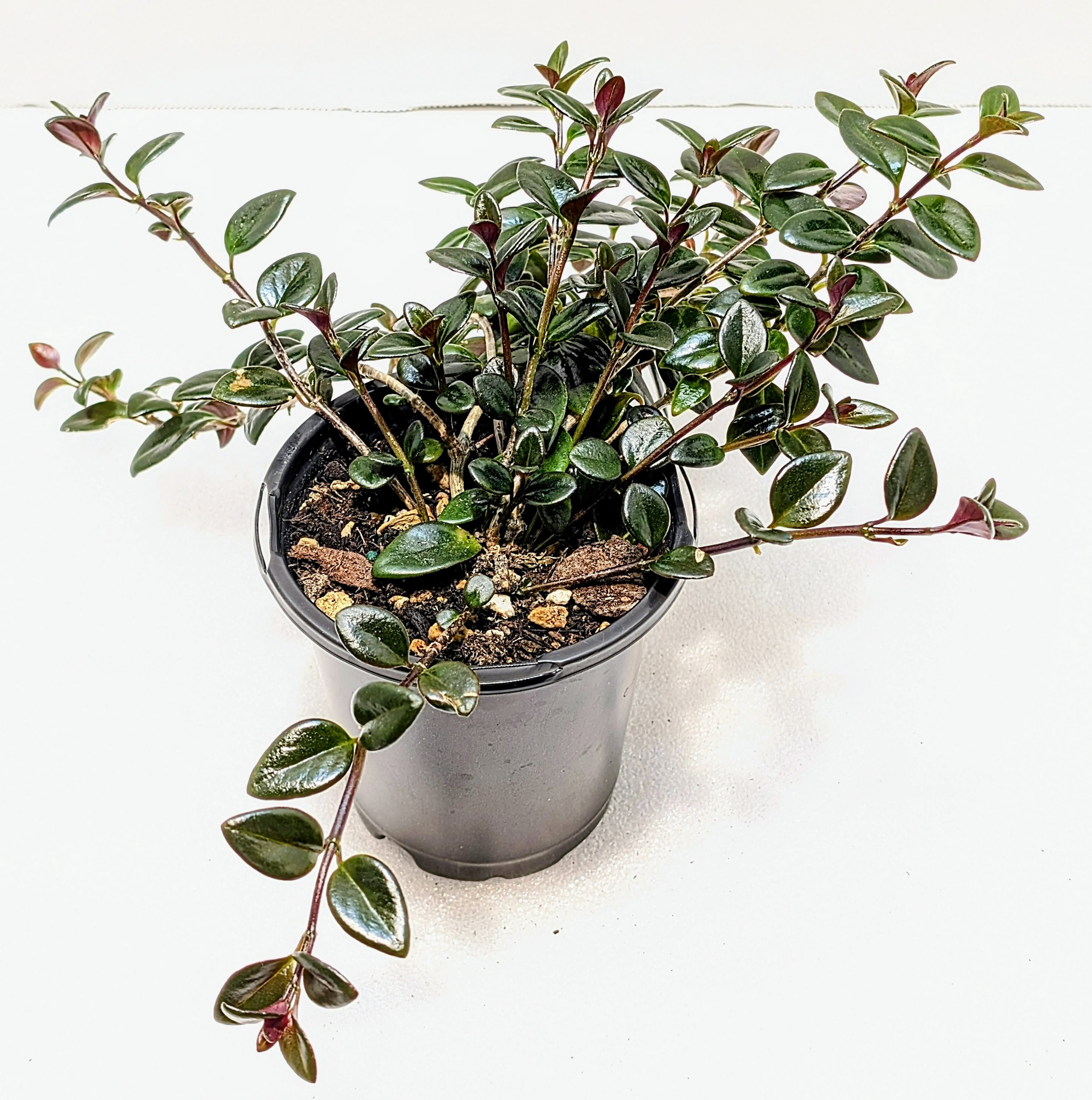 Nematanthus hybrid 'Christmas Holly is the perfect candidate for a hanging basket! Orange little goldfish flowers appear in fall and winter.
