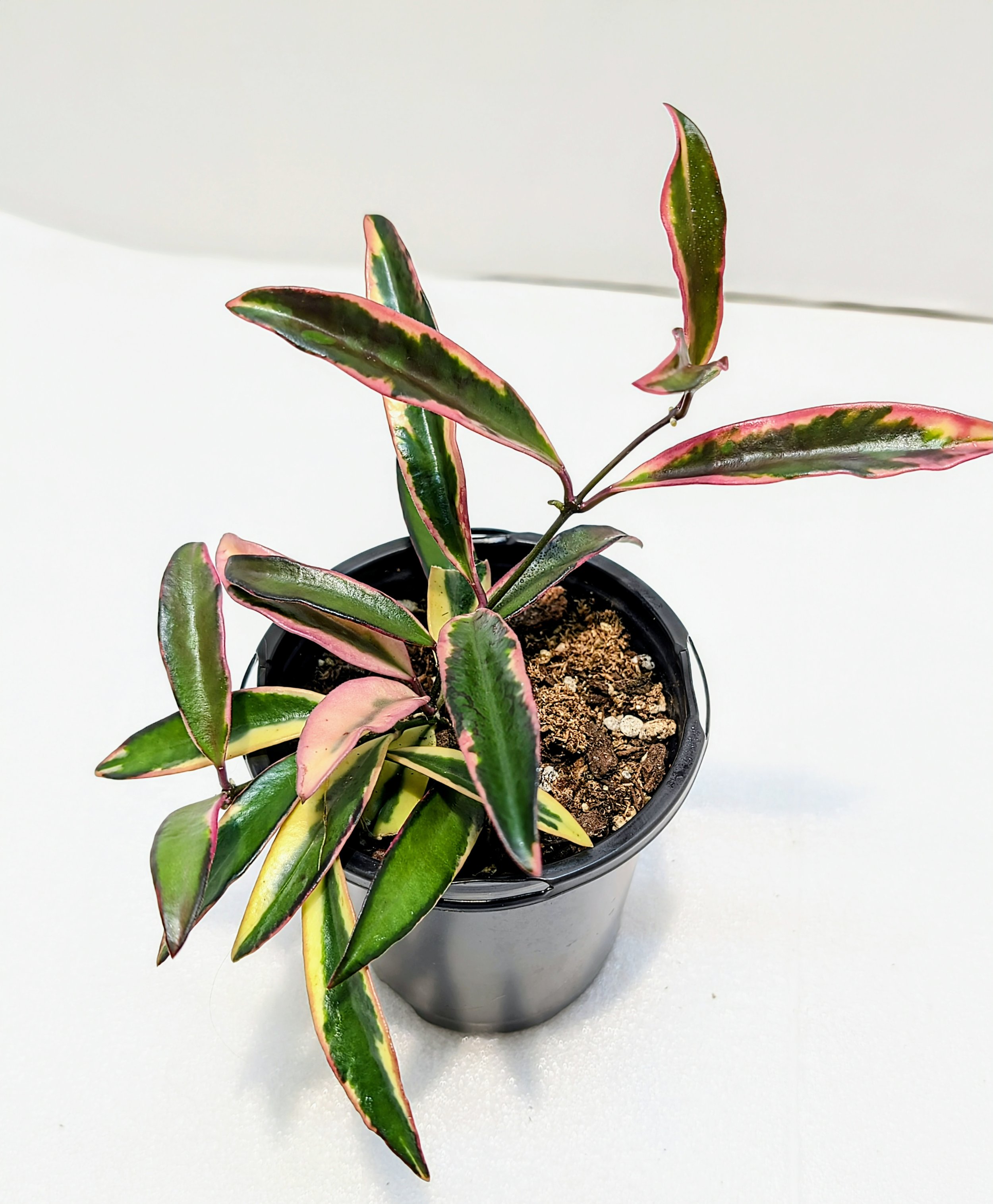 Hoya kentiana 'Lori Lyn', a rare and stunning variegated variety prized for its long, slender leaves edged in creamy-white, pink, and blush tones