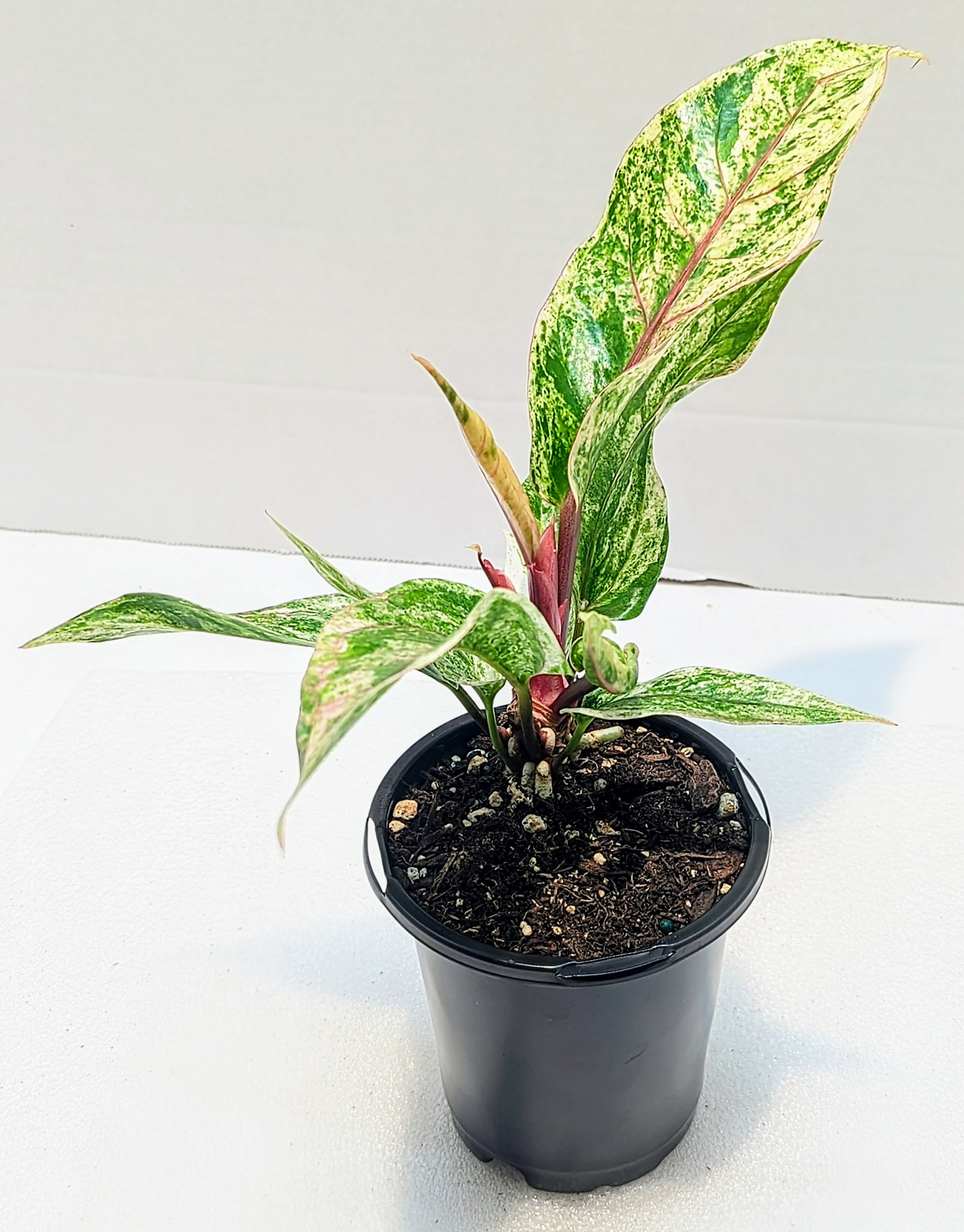 Anthurium Renaissance Pink Variegated Tri-color variegata bird nest athurium hookeri is a highly sought-after and rare Anthurium with extravagant variegation.