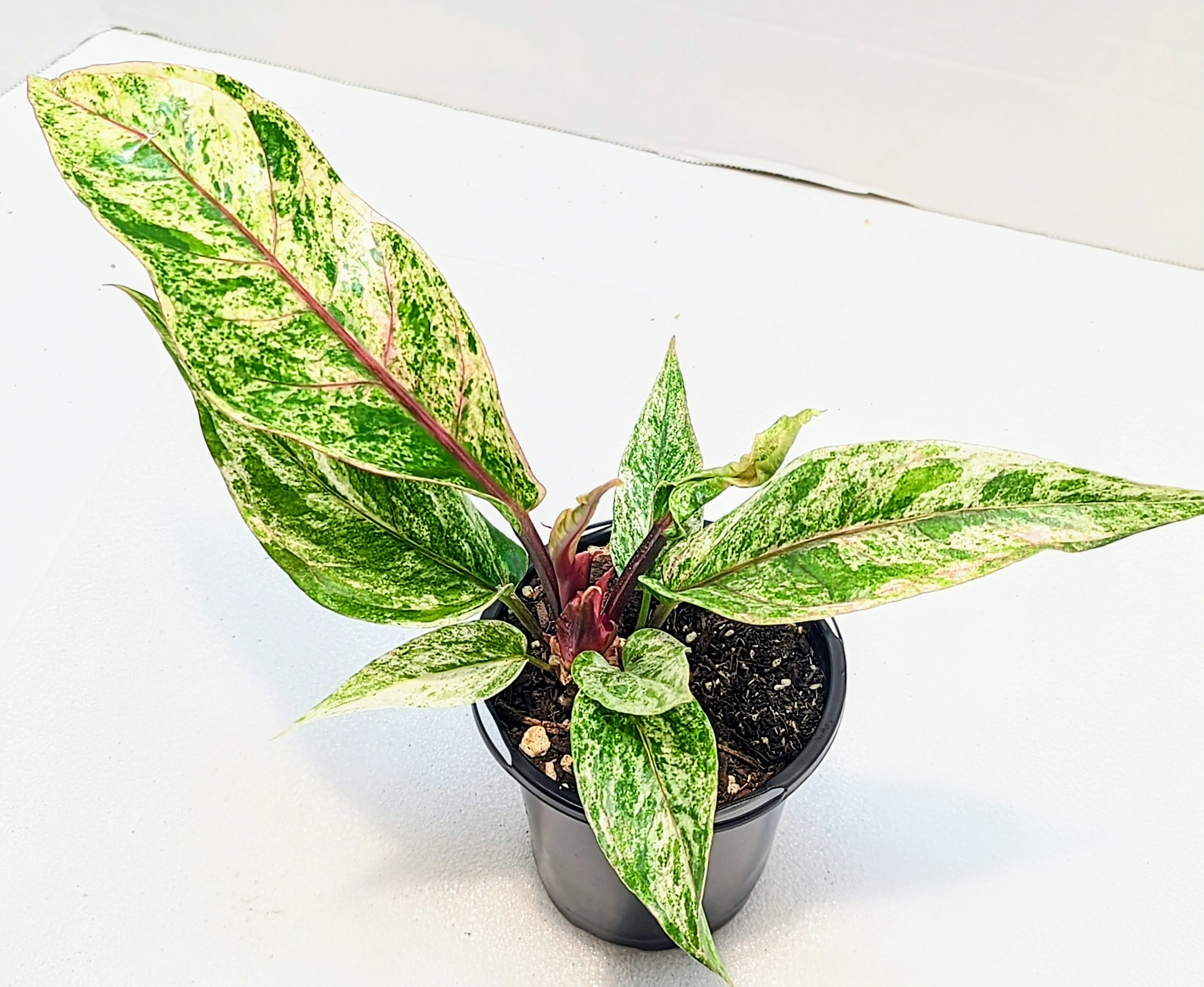 Anthurium Renaissance Pink Variegated Tri-color variegata bird nest athurium hookeri is a highly sought-after and rare Anthurium with extravagant variegation.