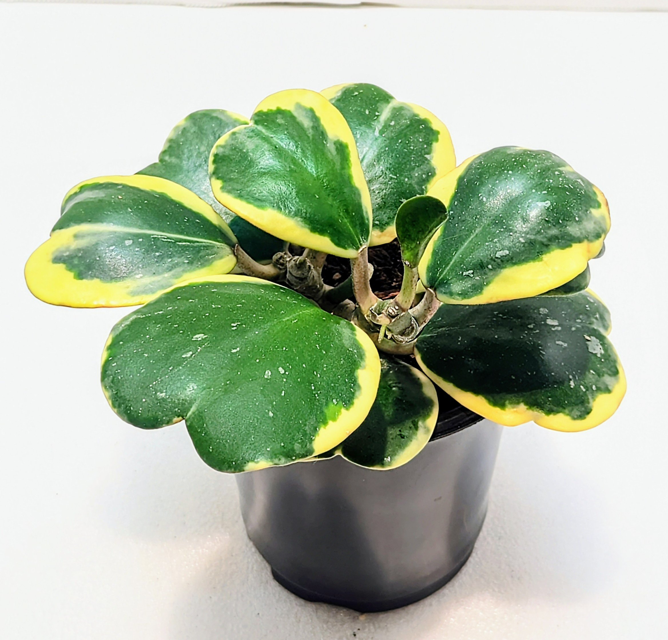 Hoya kerrii Variegated has thick, heart-shaped leaves with a wide cream border. This Hoya grows slowly and can be shaped to wrap around a trellis or trained to climb.