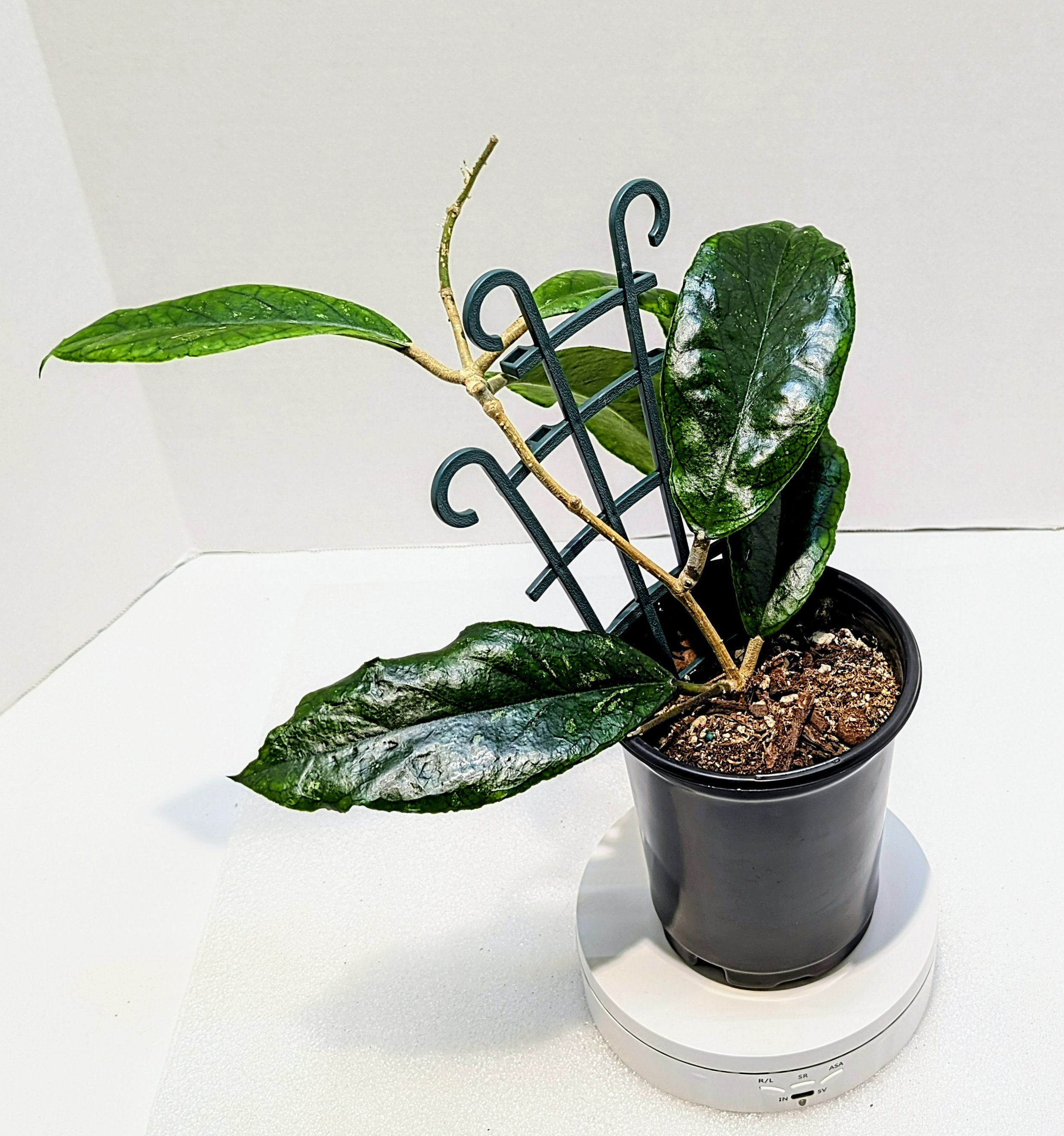 Hoya ranauensis has been in cultivation for twenty years under the name Hoya sp. Poring Hot Springs.