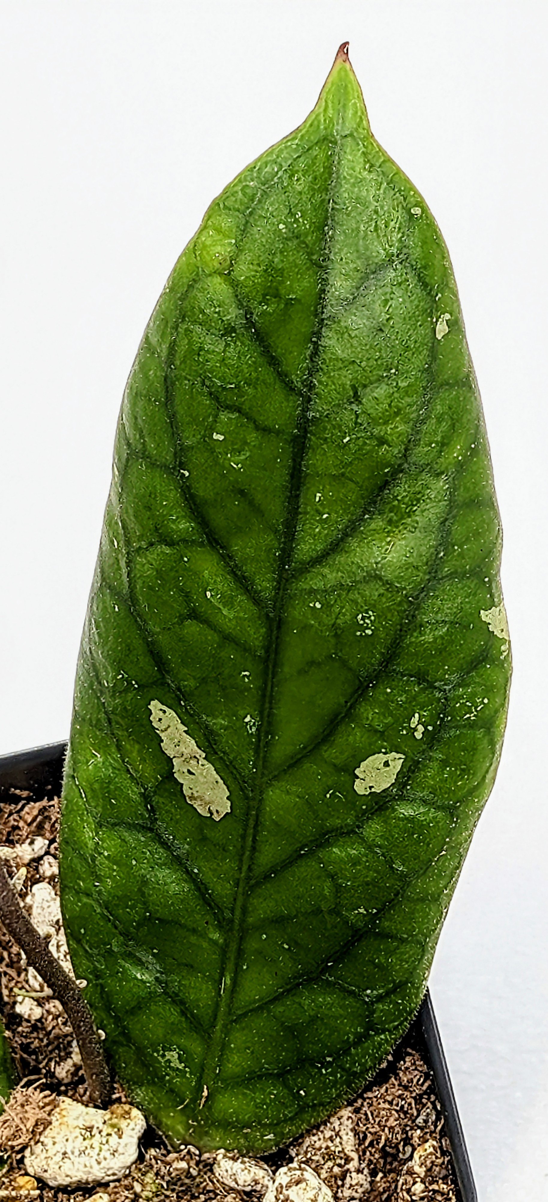 Hoya vitellinoides, a stunning species known for its velvety foliage, vibrant veining, and vigorous climbing habit.