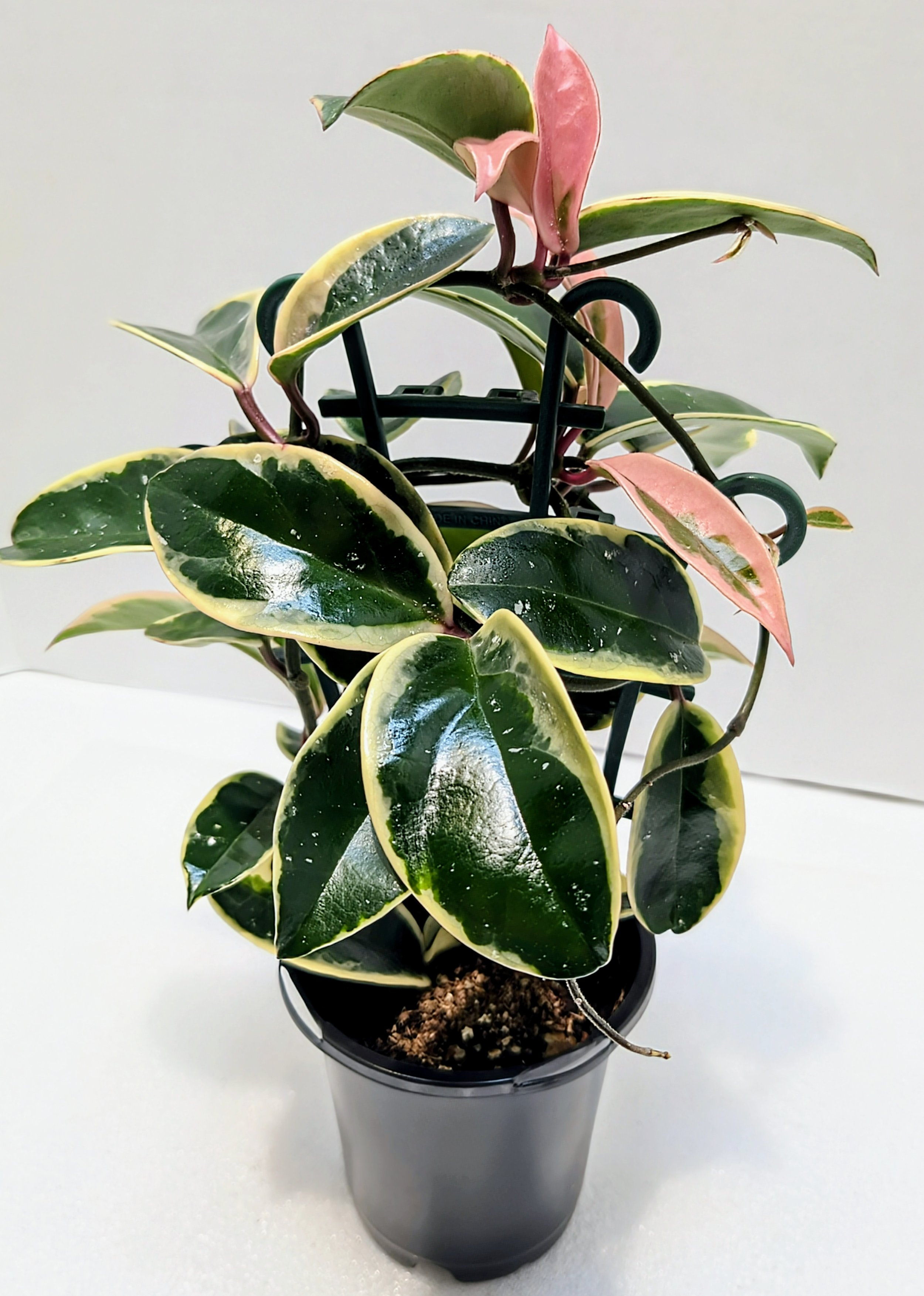Hoya Krimson Queen is a vigorous and beautifully marked Hoya prized for its luscious new pink leaves that mature to a very white leaf edge.
