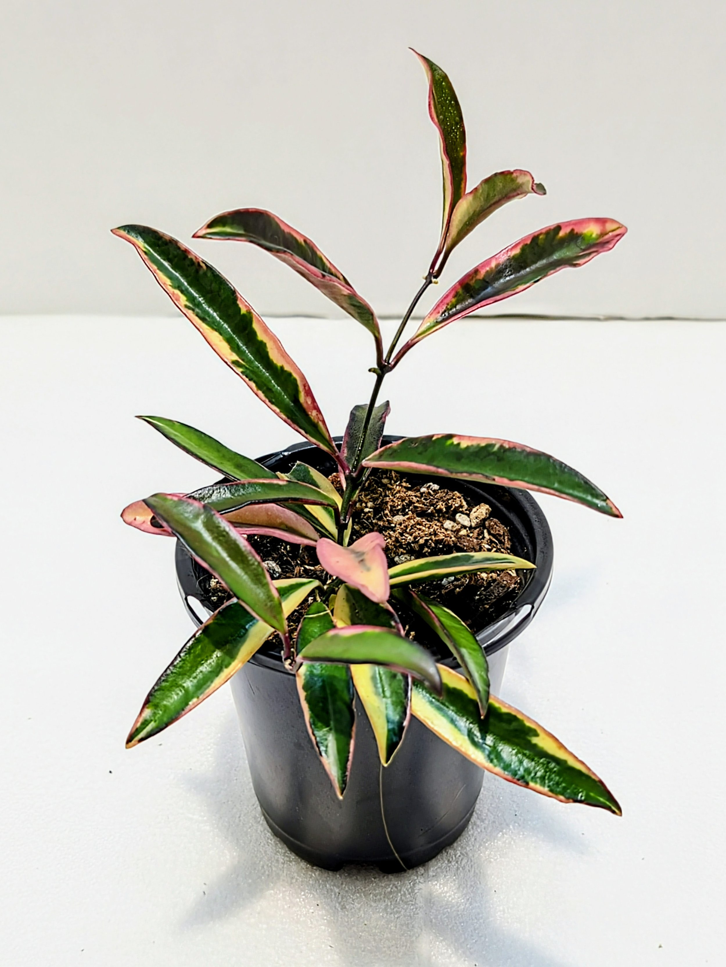 その他観葉植物 Hoya kentiana 'Lori rinn' Hoya kentiana Lori Lyn (Hoya wayetii Lori Lyn) — Girl Run Farm