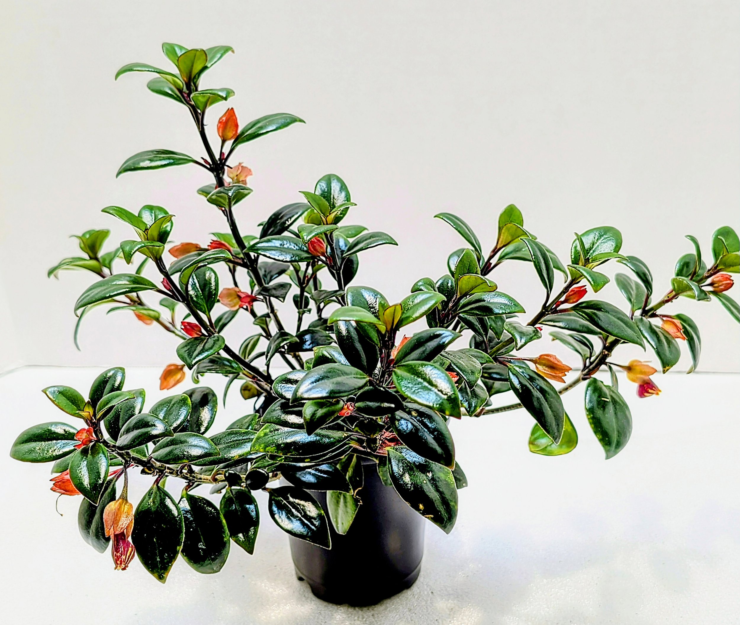 Nematanthus Tropicana has a lovely, full habit with lush, dark, and shiny leaves. Its golden yellow pouch-shaped flowers are striped or mottled with maroon.