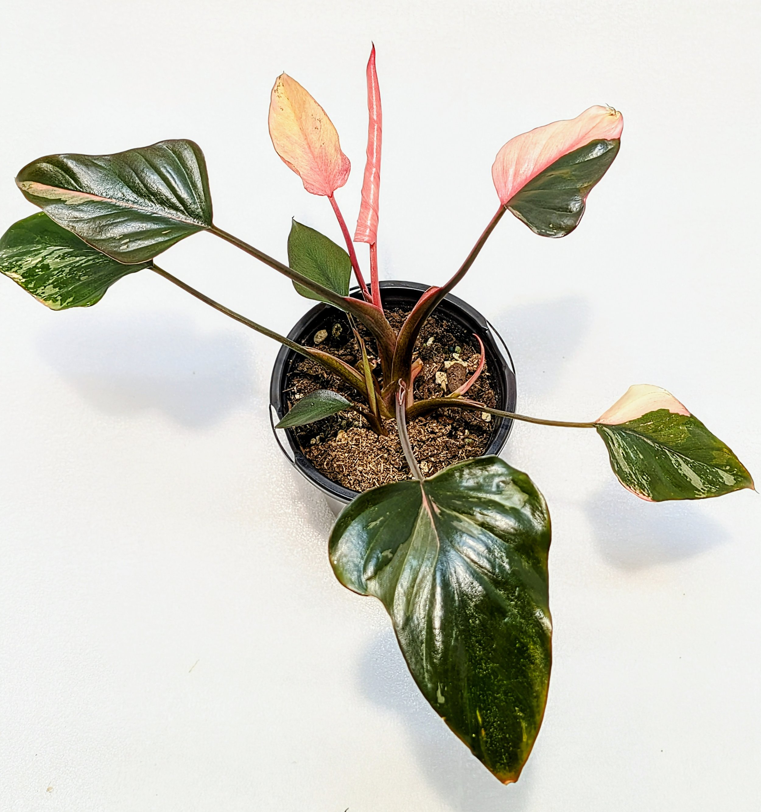 Homalomena Pink Diamond is easy to care for, similar to an Alocasia—Grown for its attractive leaves, unfurl in mesmerizing pink, green, and white patterns.