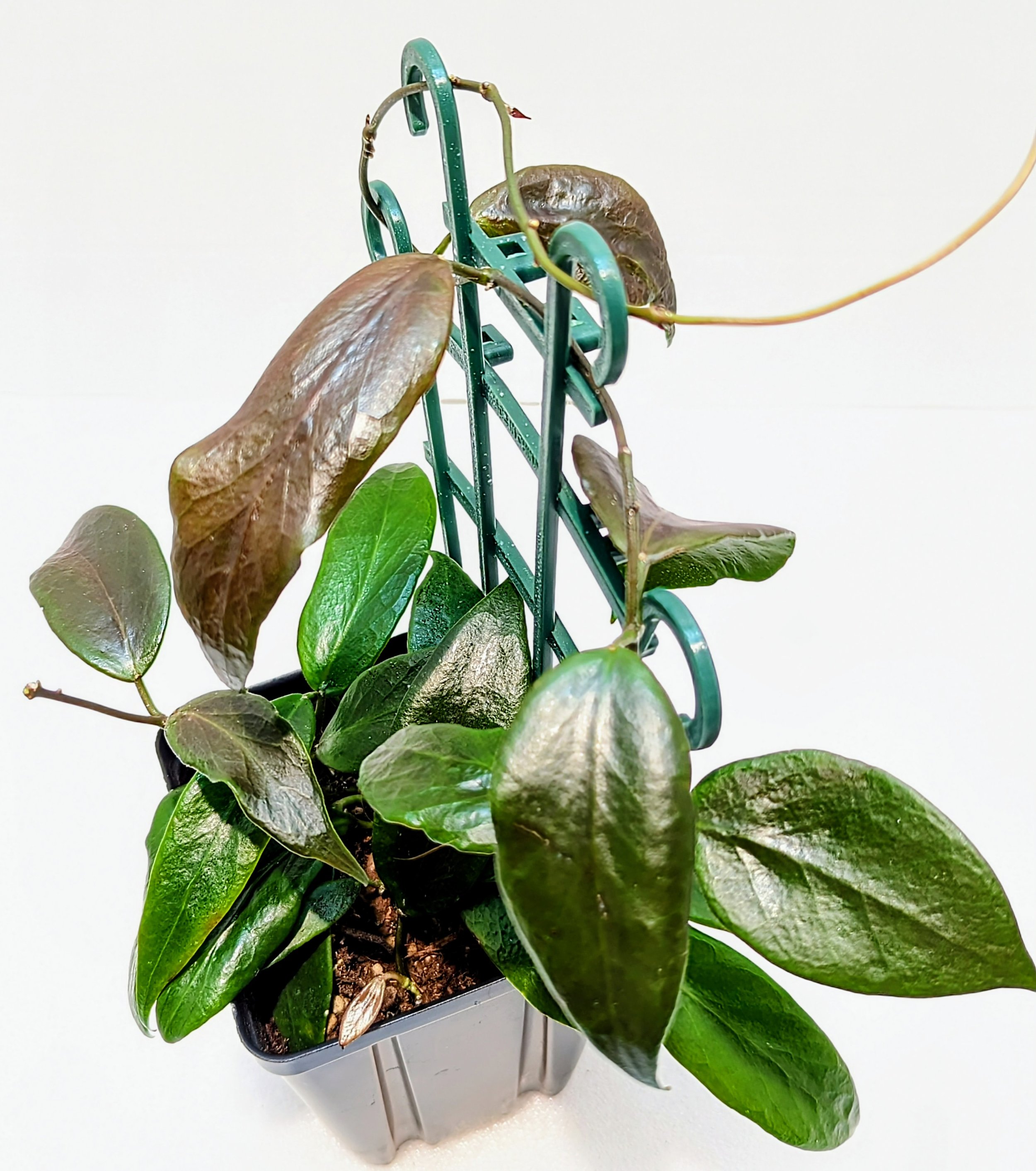 Hoya flavida is native to the forests of the Solomon Islands. Discovered in 1993, it is a resilient and adaptable Hoya that can handle a lot of drought.