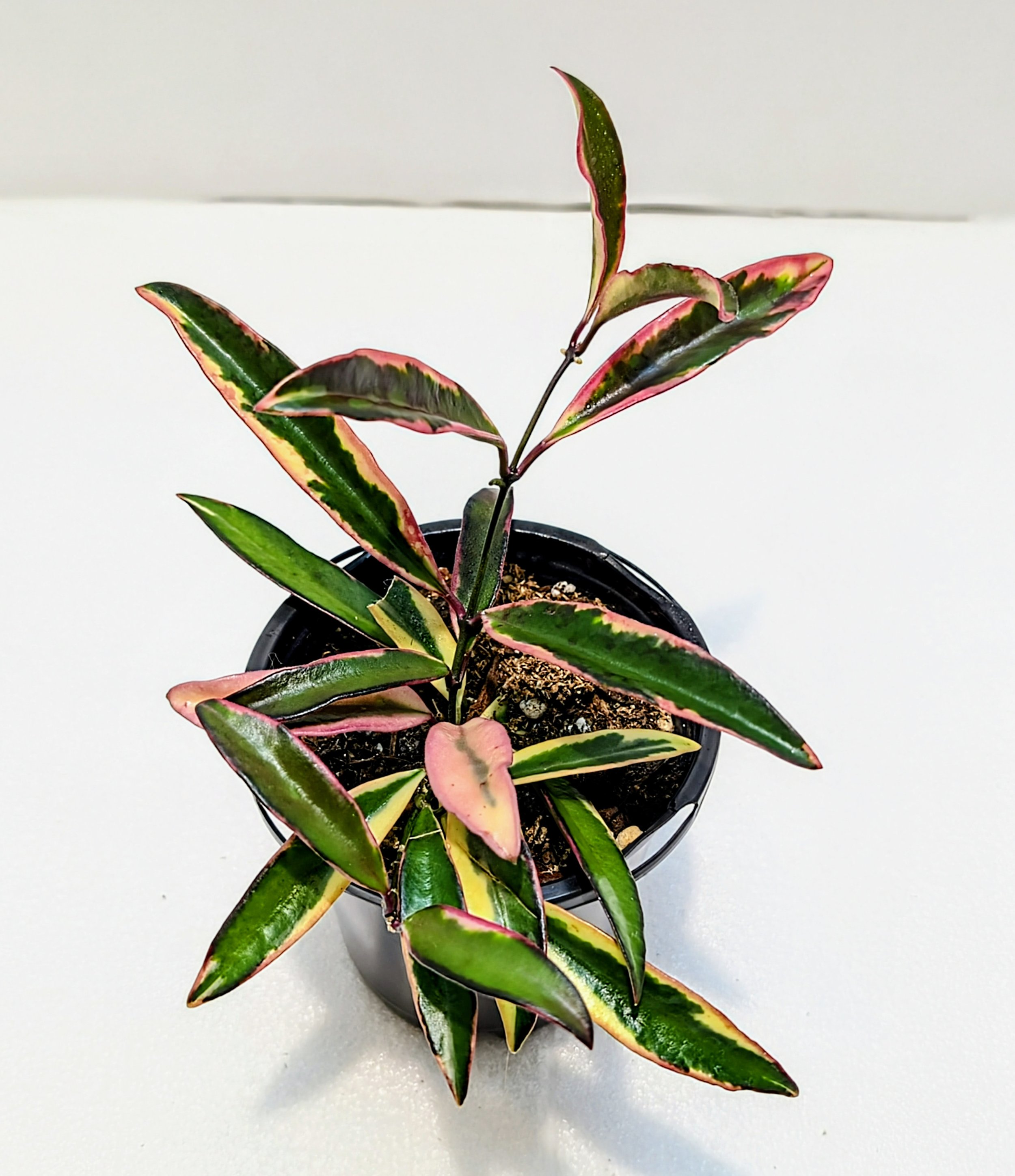 Hoya kentiana 'Lori Lyn', a rare and stunning variegated variety prized for its long, slender leaves edged in creamy-white, pink, and blush tones
